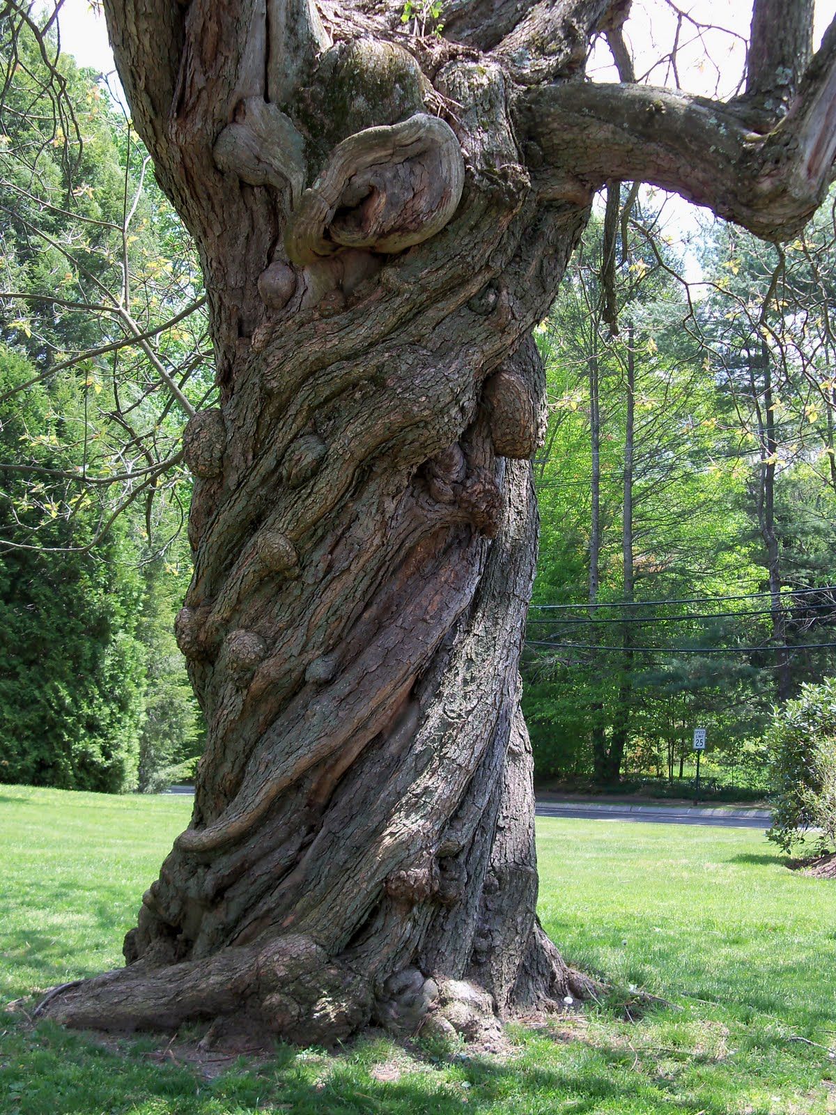 Twisted tree photo