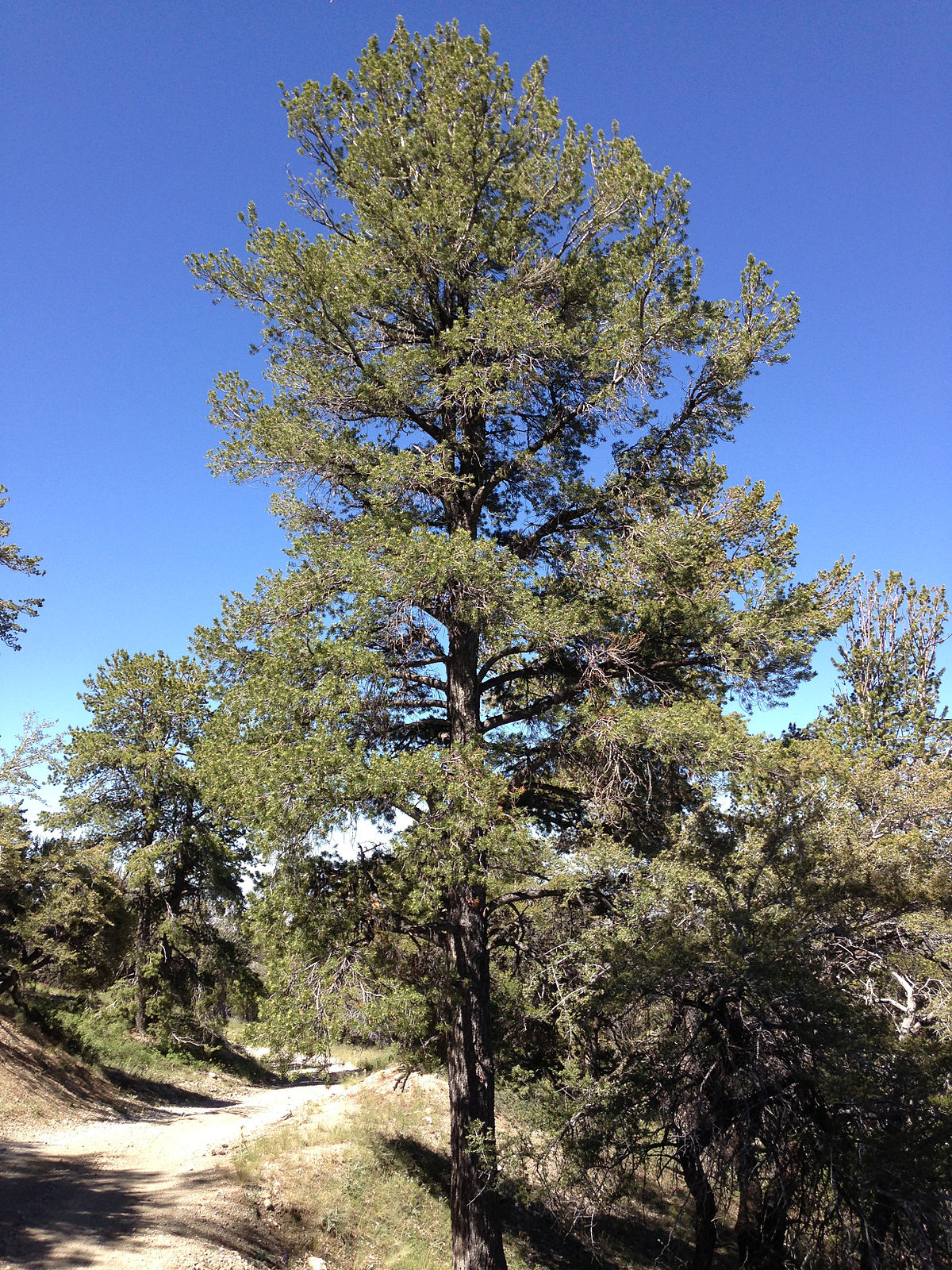 Pinus flexilis - Wikipedia