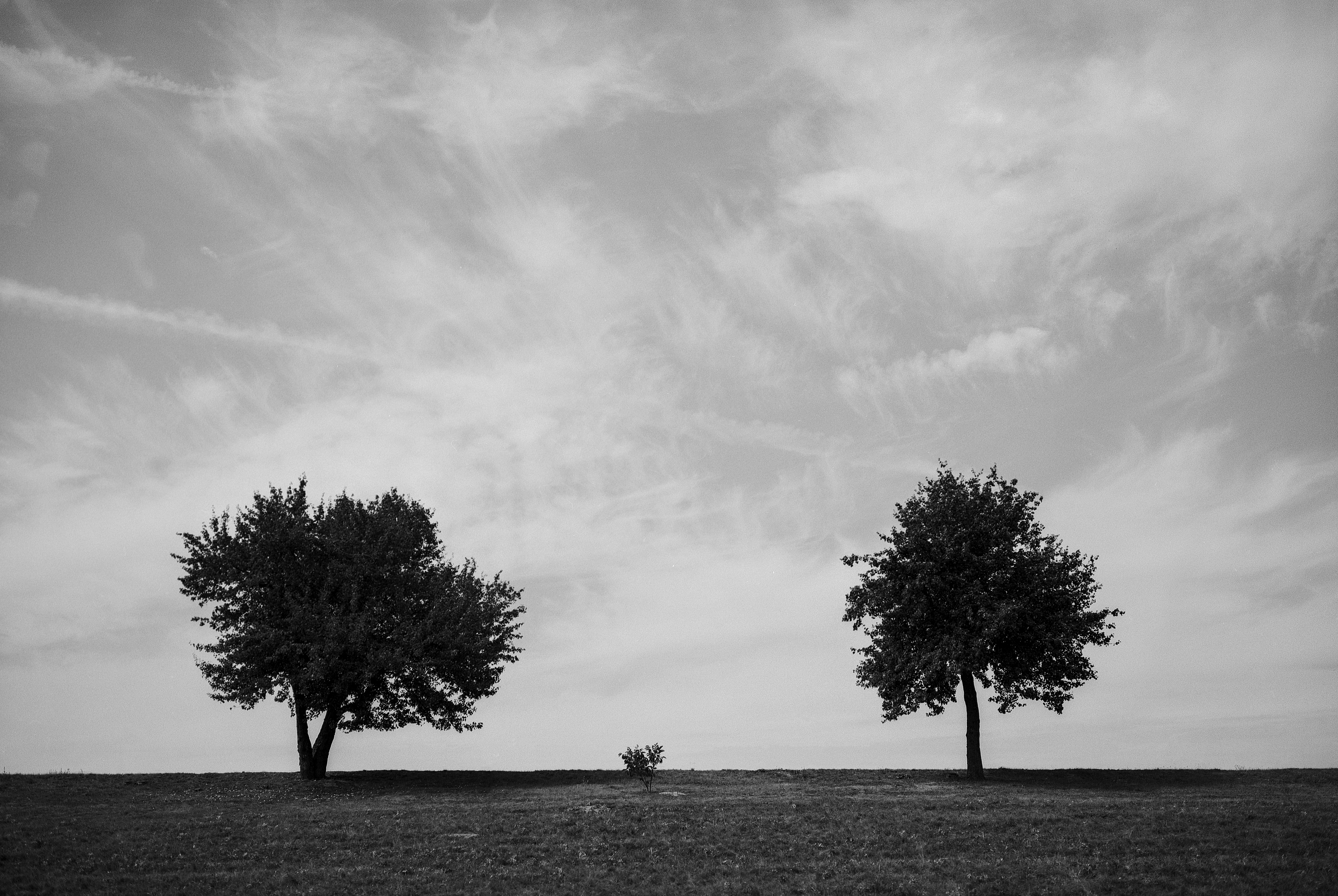 Two and a half tree, Analog, Minimalist, Tree, Sky, HQ Photo