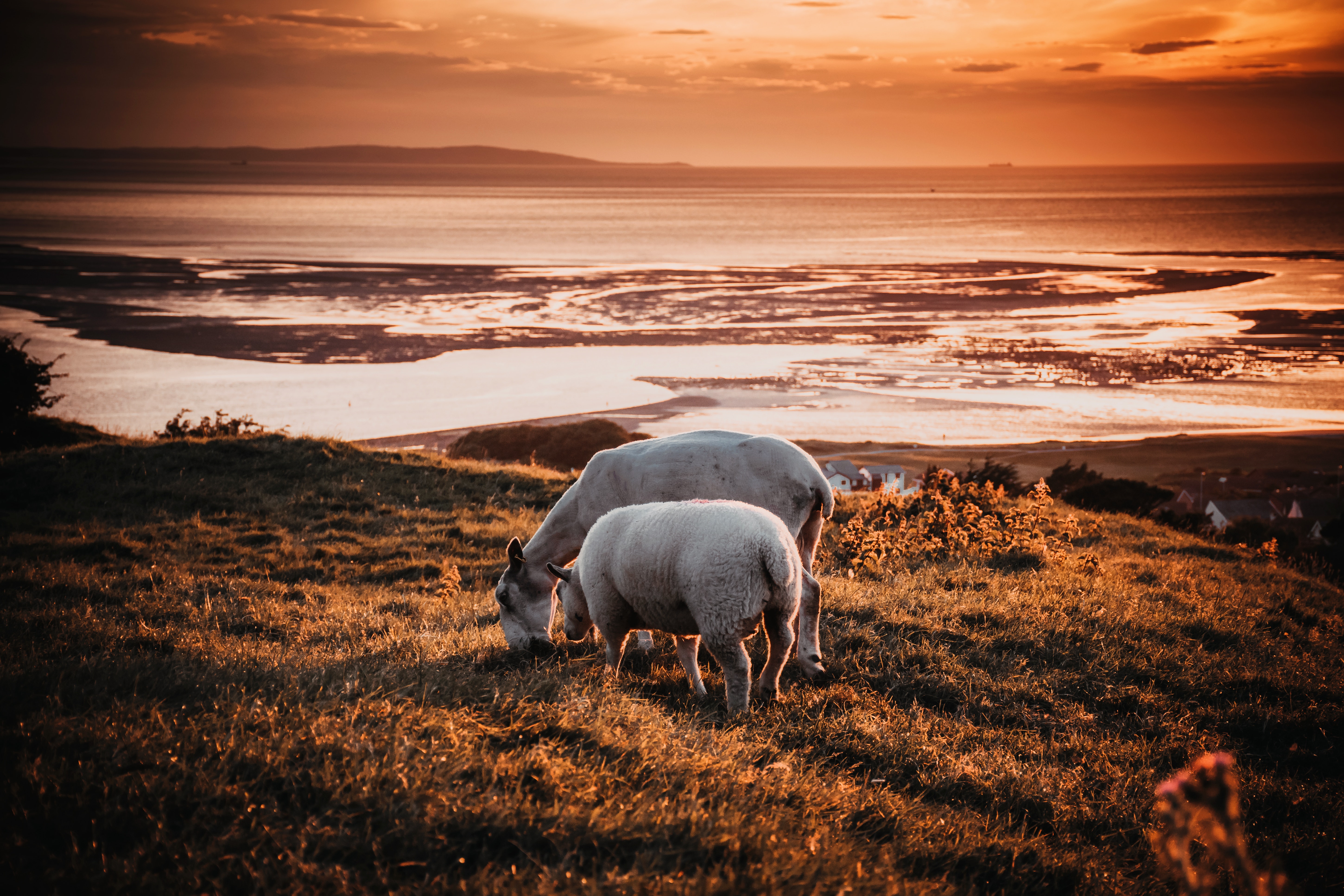 Two animals on field during sunset photo