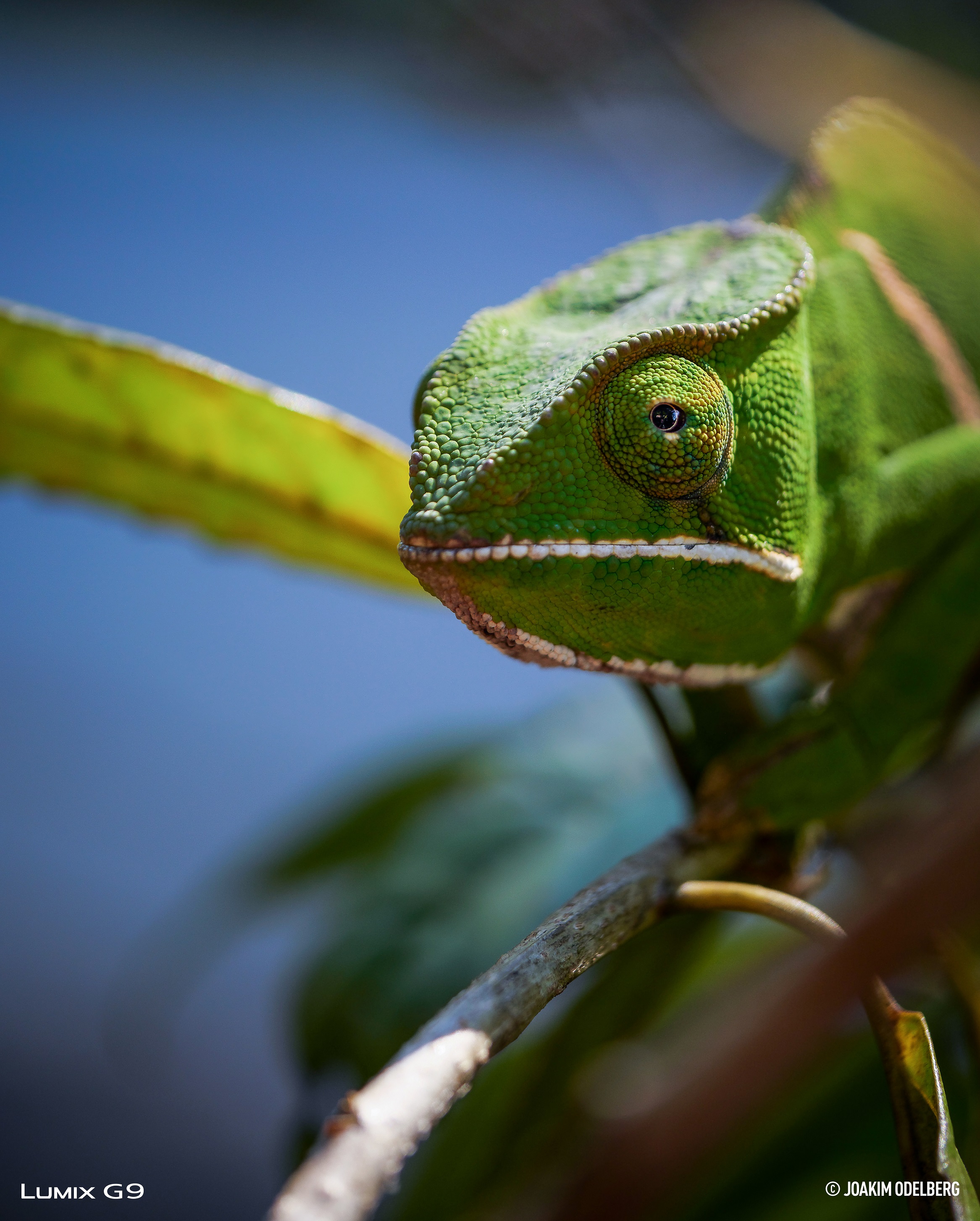 Two banded chameleon photo