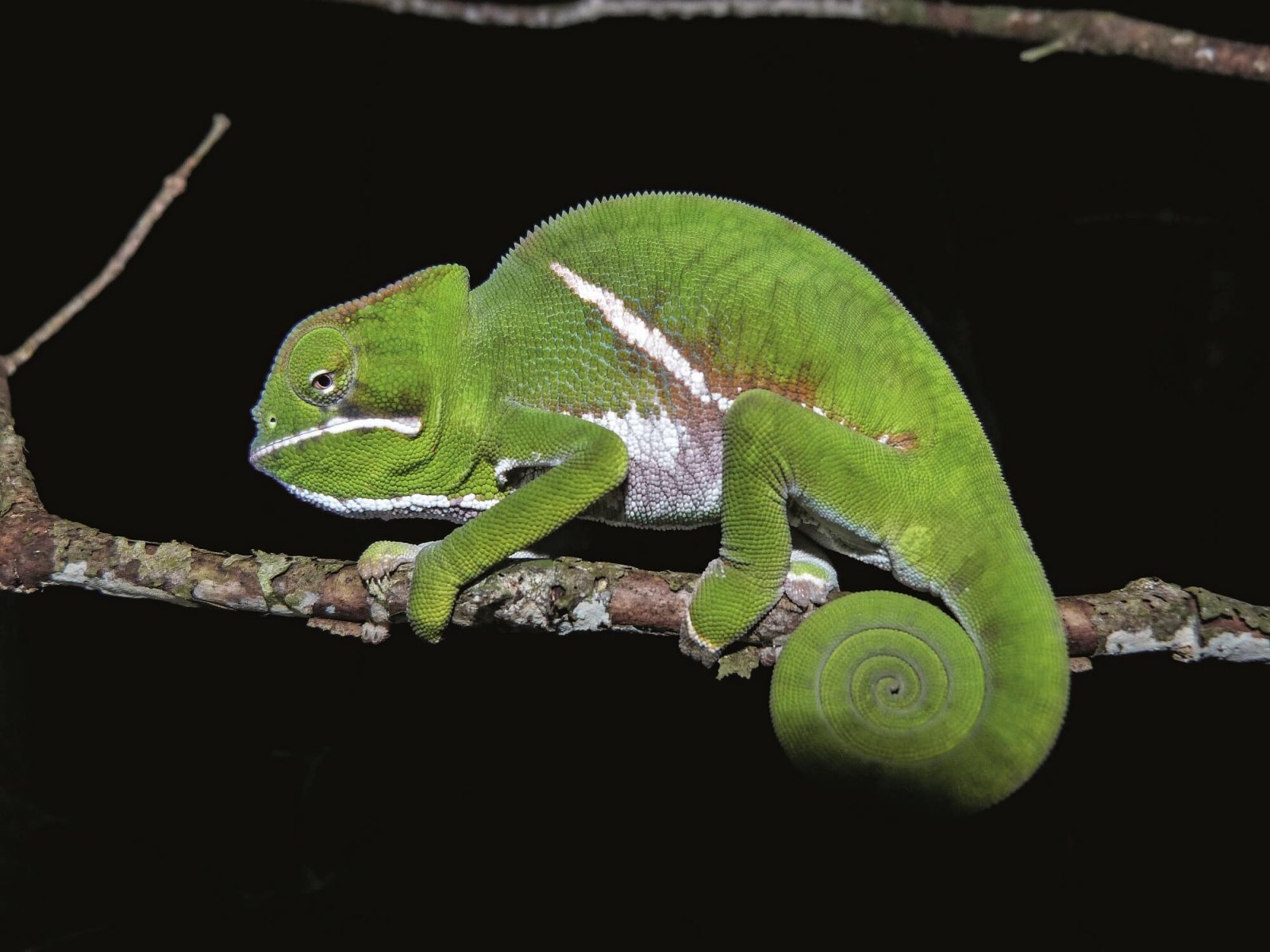 Two-banded Chameleon (Furcifer balteatus), Tsitongambarika Forest ...
