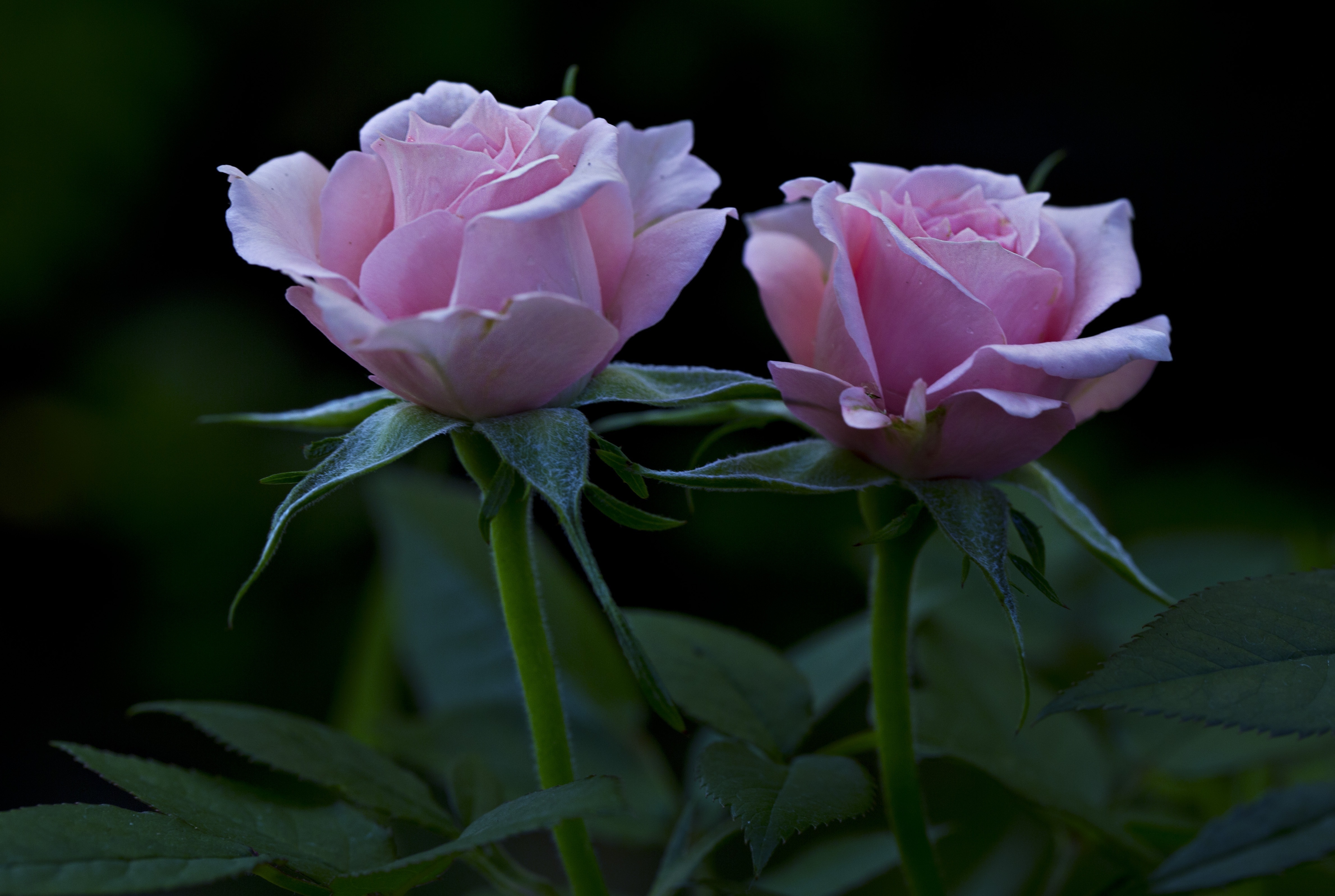 Two beautiful flowers photo