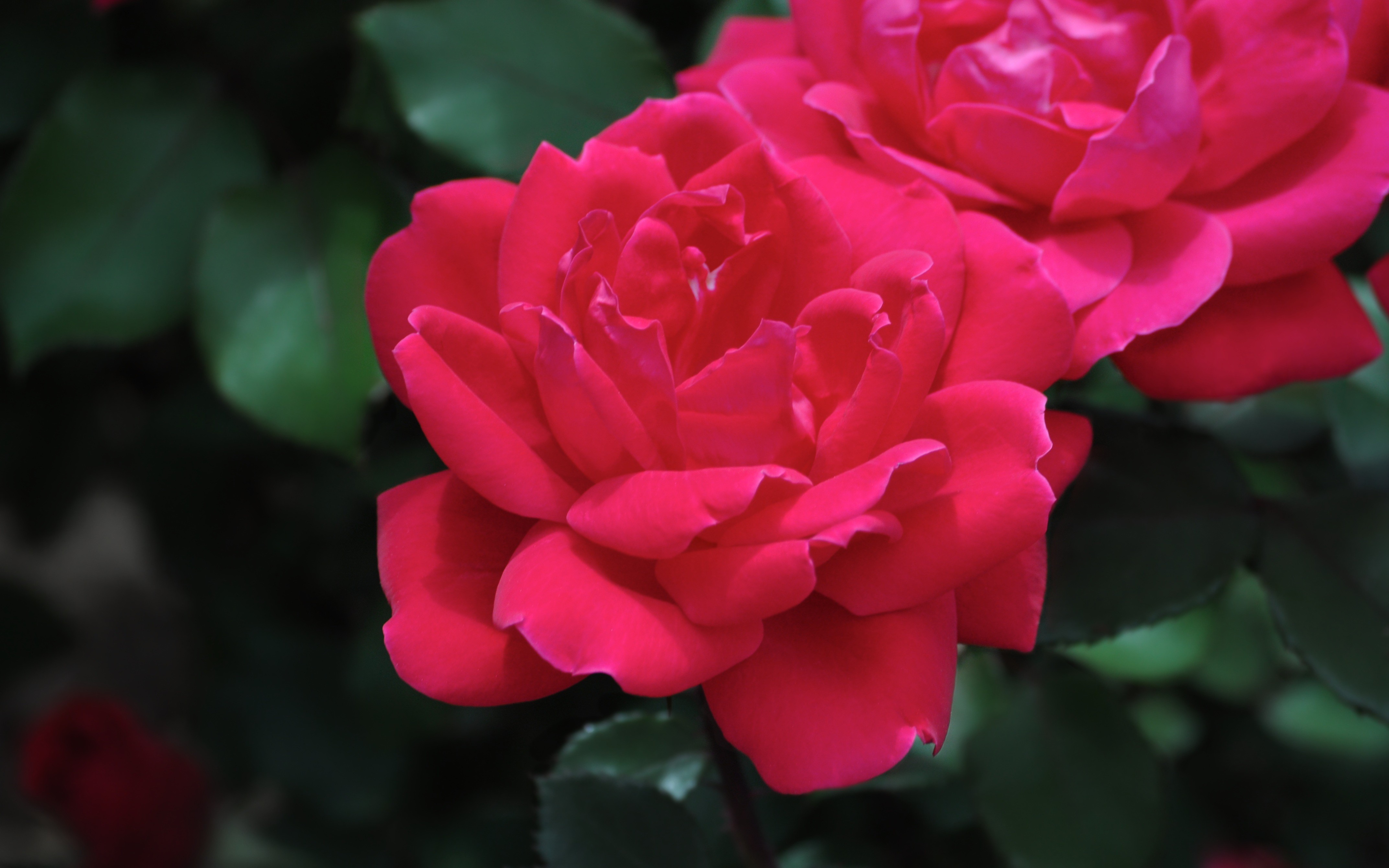 Flower: Roses Cecilia Flowers Two Beautiful Nature Spring Flower ...
