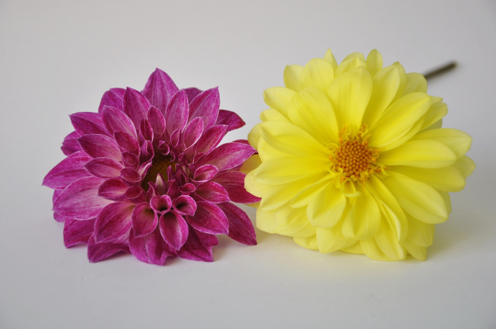 Two beautiful flowers photo