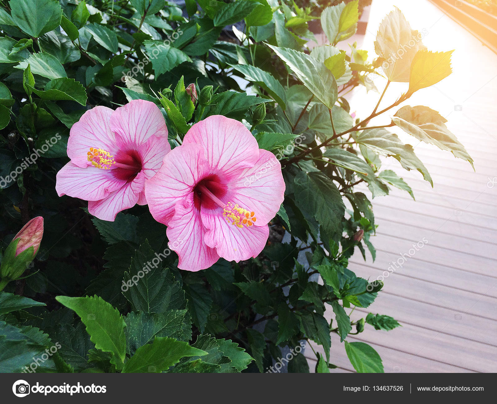 Two beautiful Hibiscus flowers in the evening time. — Stock Photo ...