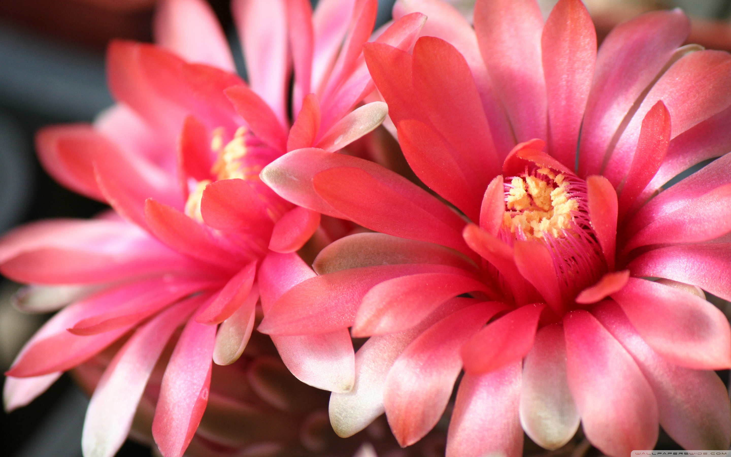 Two Beautiful Cactus Flowers ❤ 4K HD Desktop Wallpaper for 4K Ultra ...