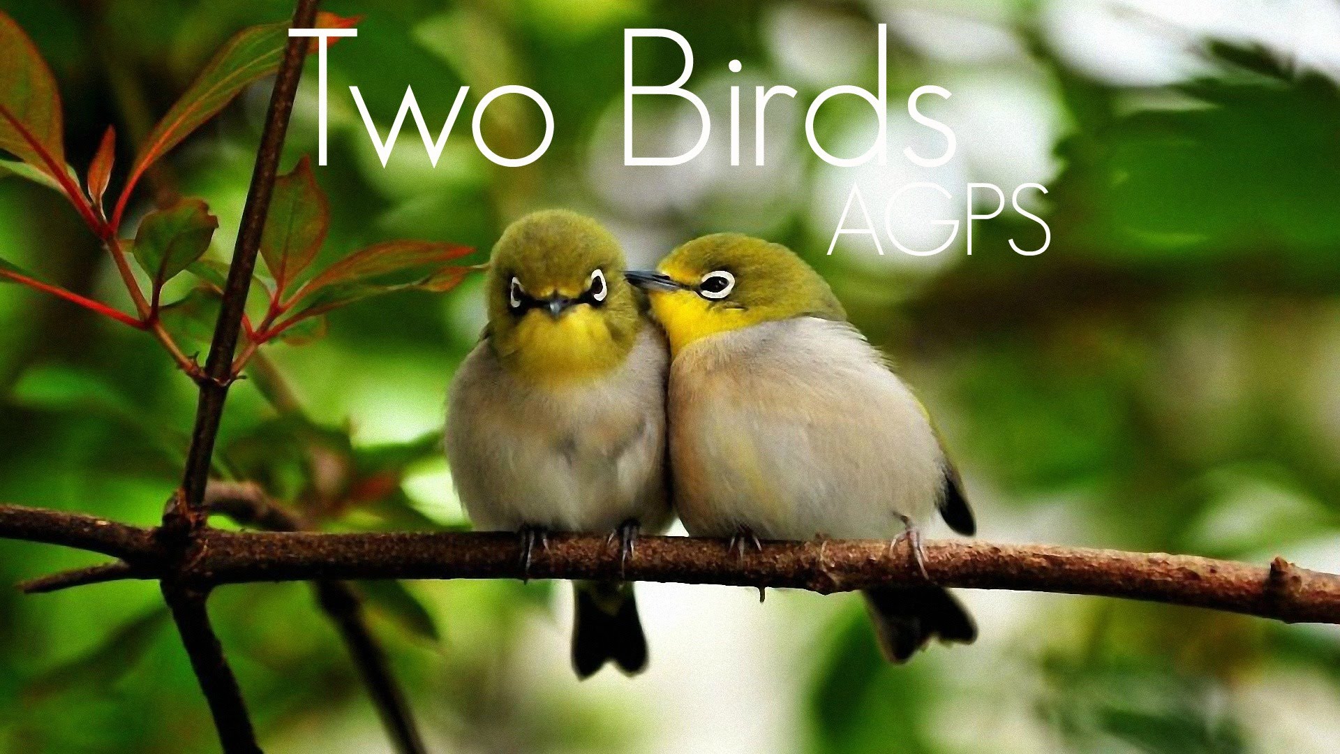 Two birds photo