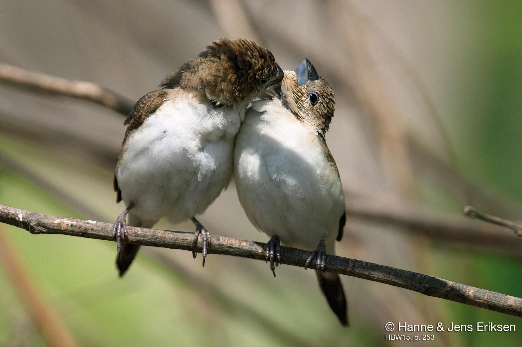African Silverbill (Euodice cantans) Two birds allopreening. | the ...