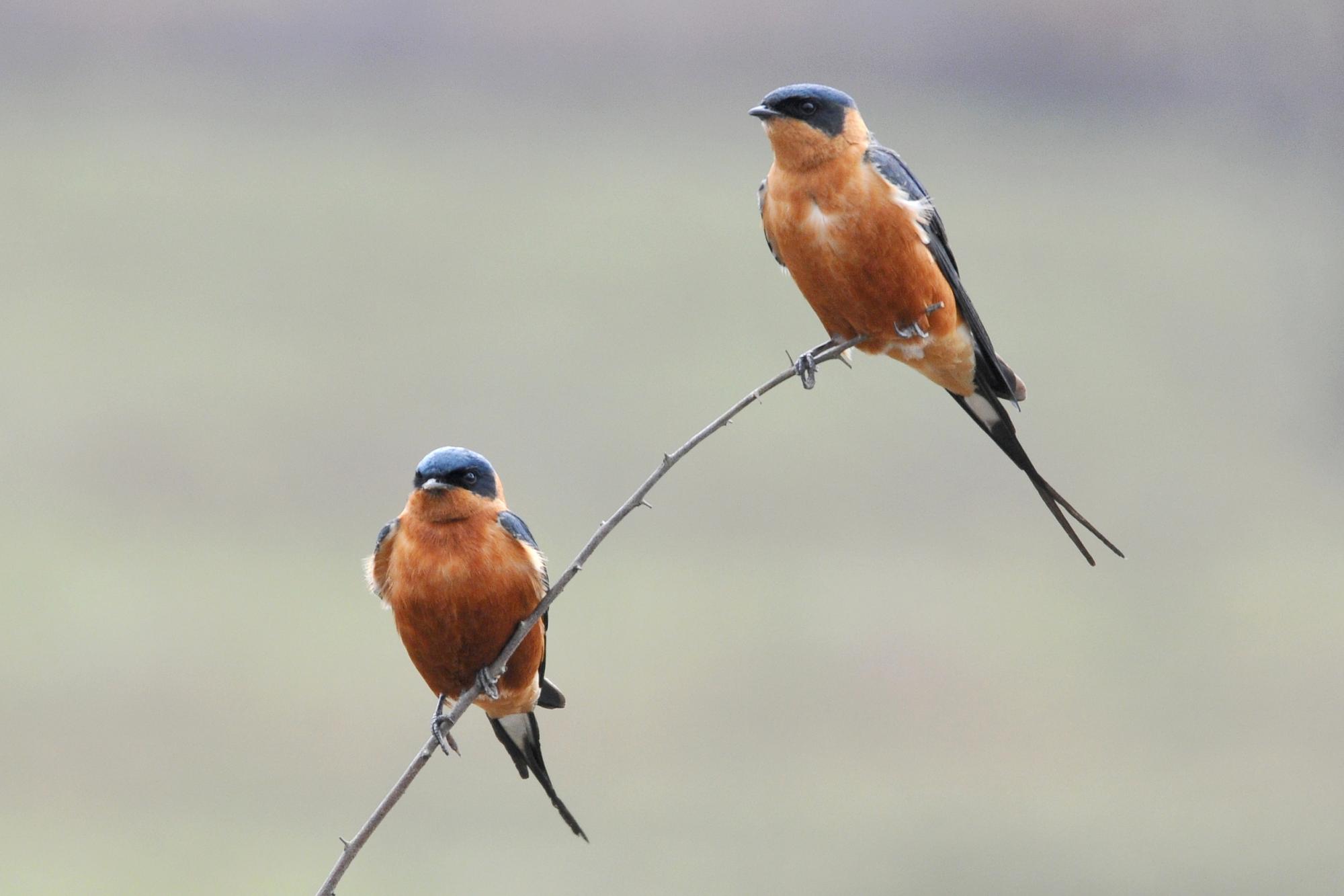 Rufous-chested Swallow (Cecropis semirufa) two birds perched on ...