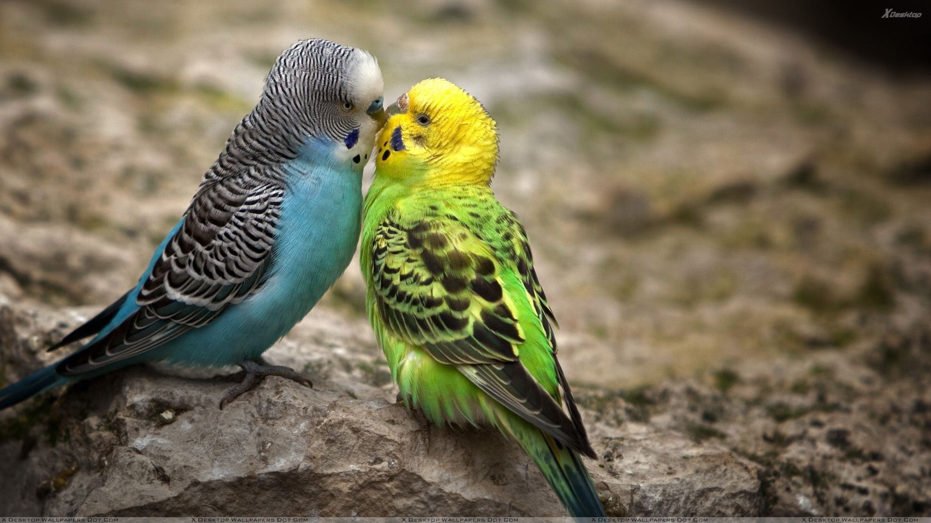Love Of Two Birds Wallpaper