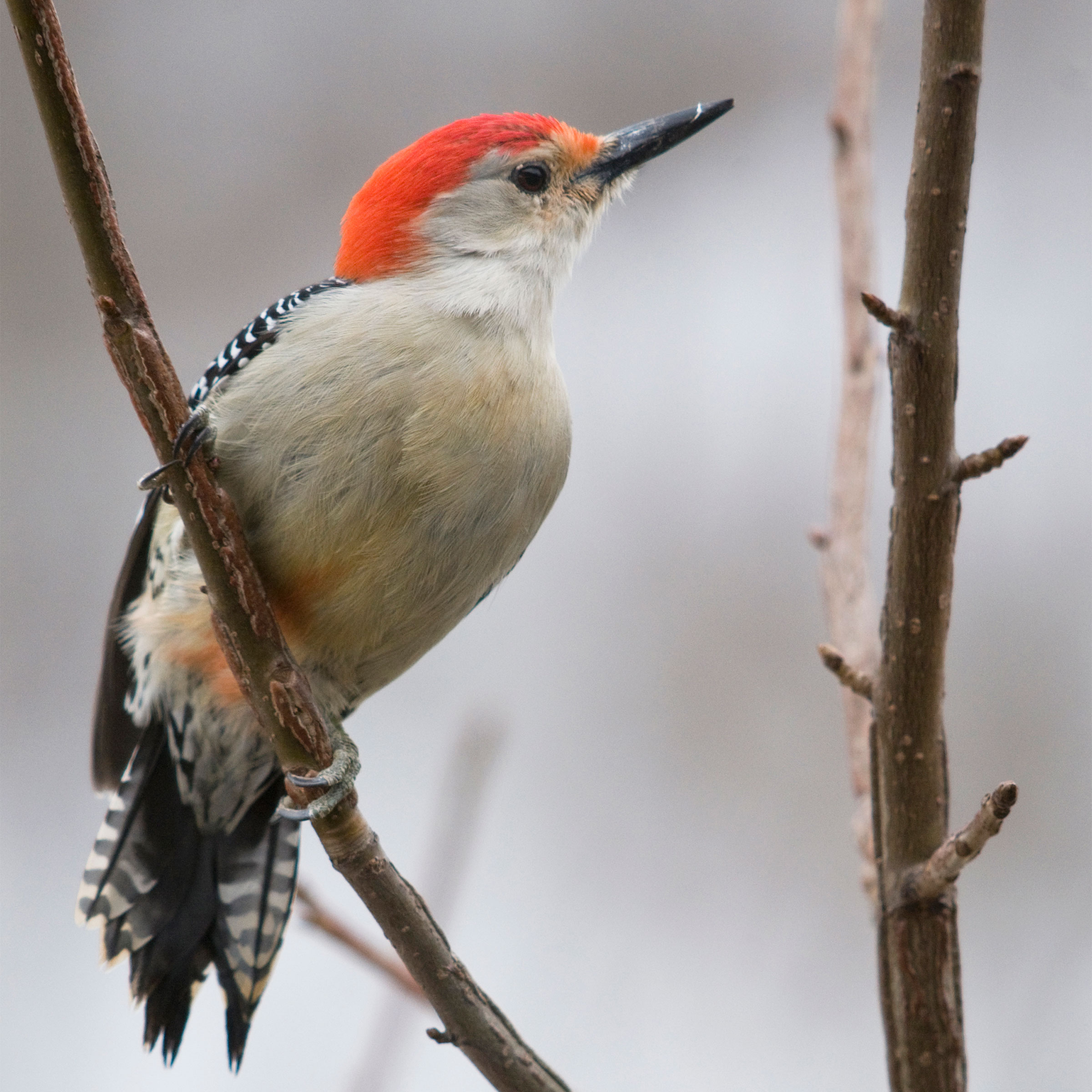 What's That Bird at Your Suet Feeder? | Audubon