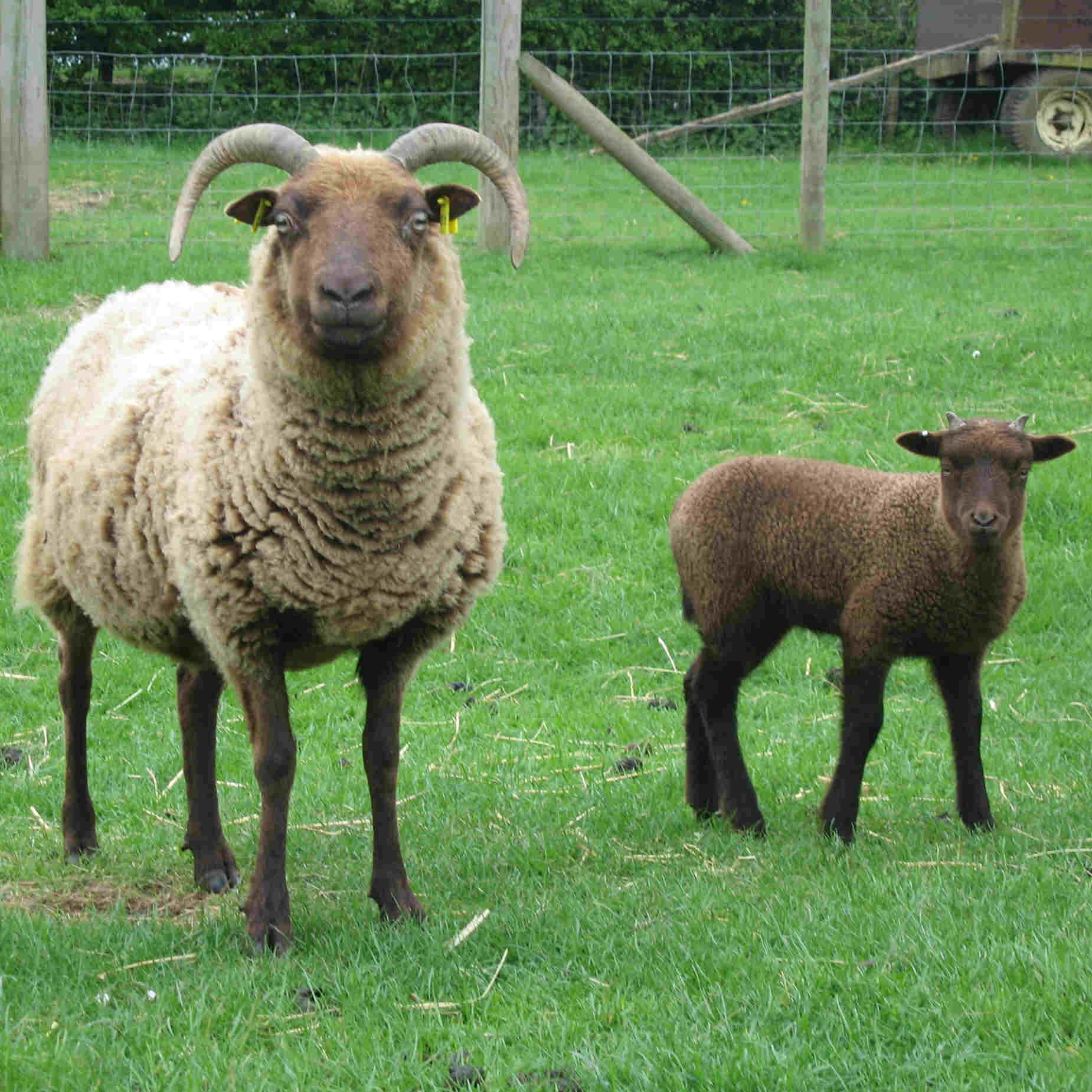 Manx Loaghtan ewe and lamb | Sheep and Goats | Pinterest | Manx ...