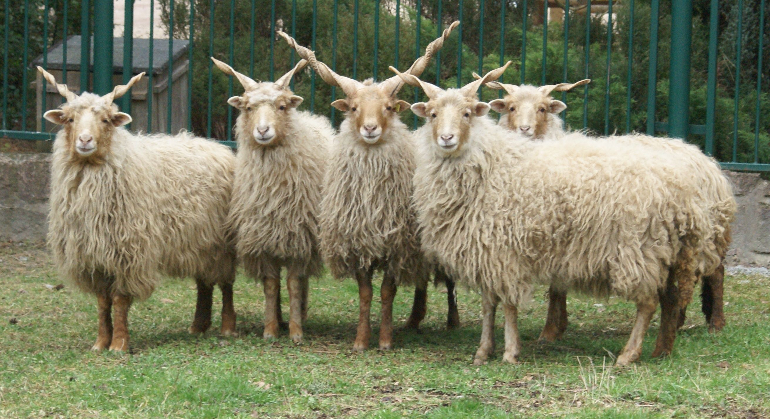 The Racka is a breed of sheep known for its unusual spiral-shaped ...