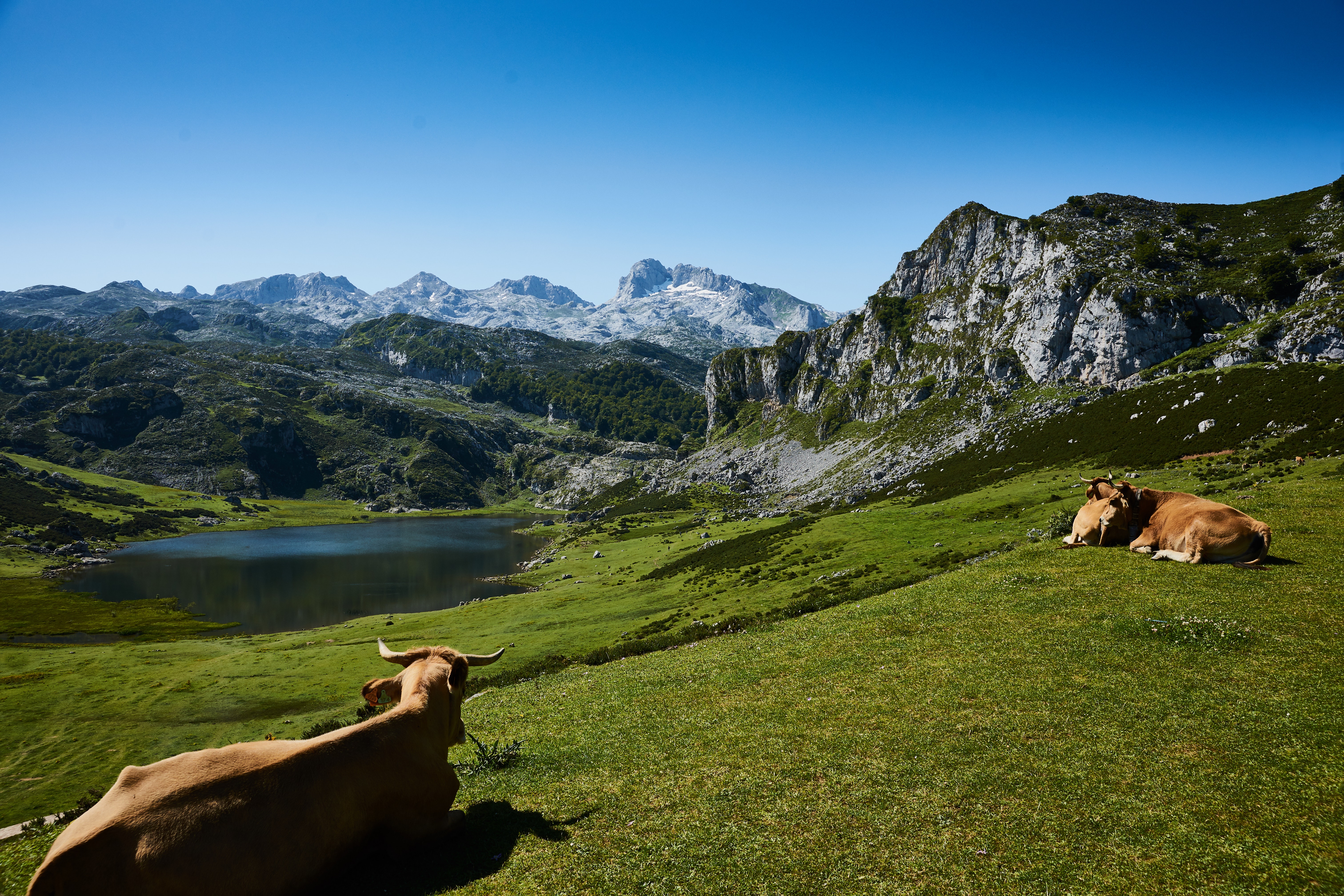 Two brown cattle lying on grass photo