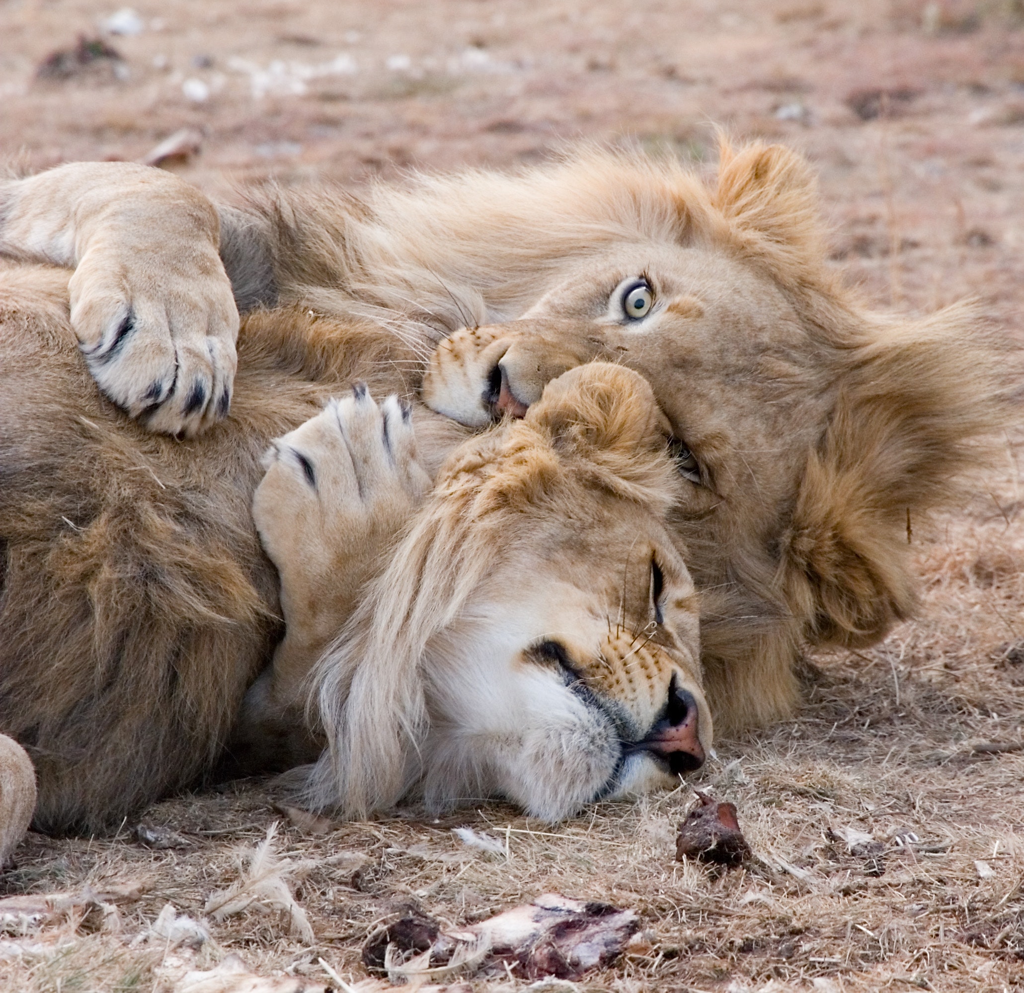 Two brown lions lying on grass photo