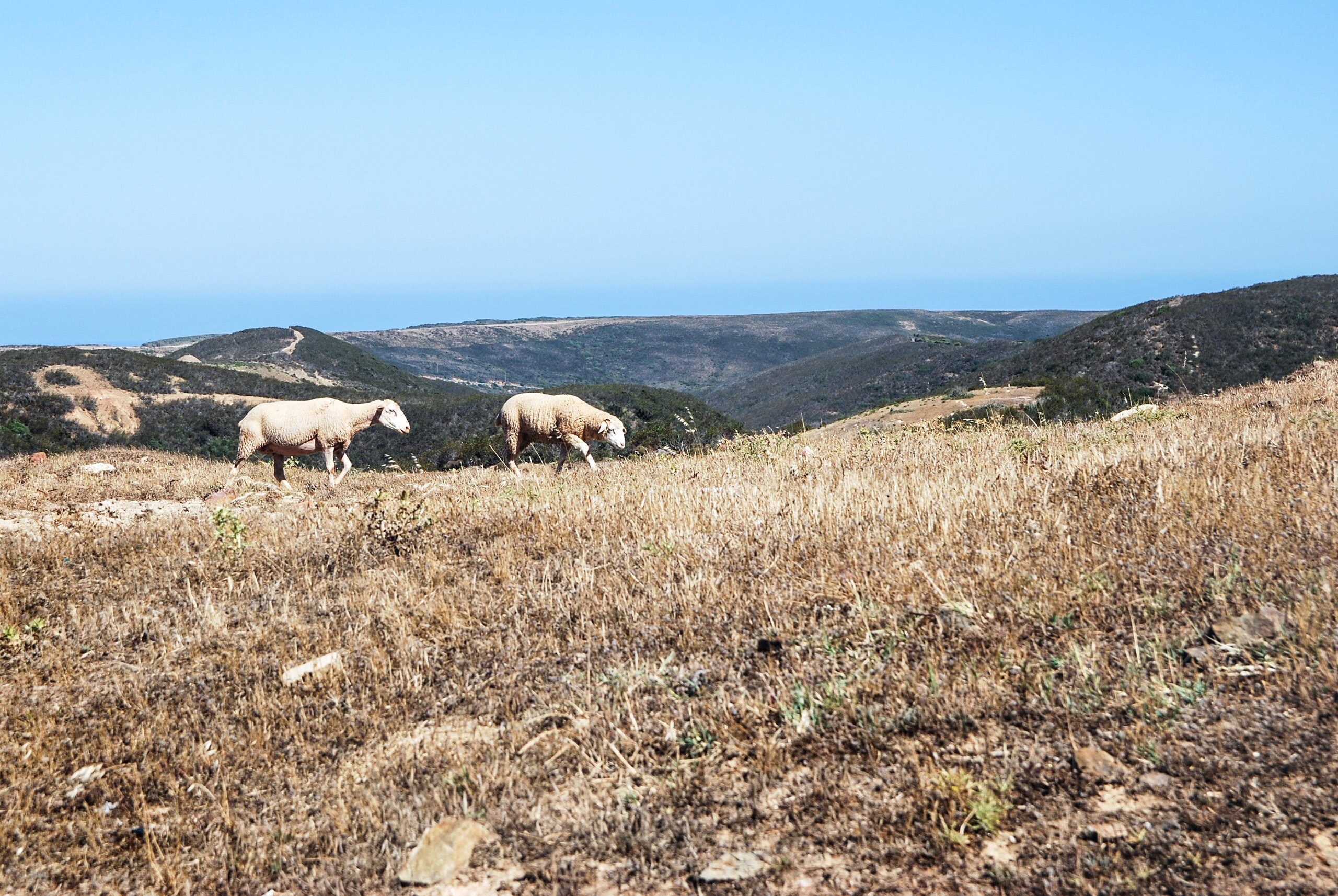 Two Brown Sheep on Brown Field, Lamb, Summer, Sheep, Rural, HQ Photo
