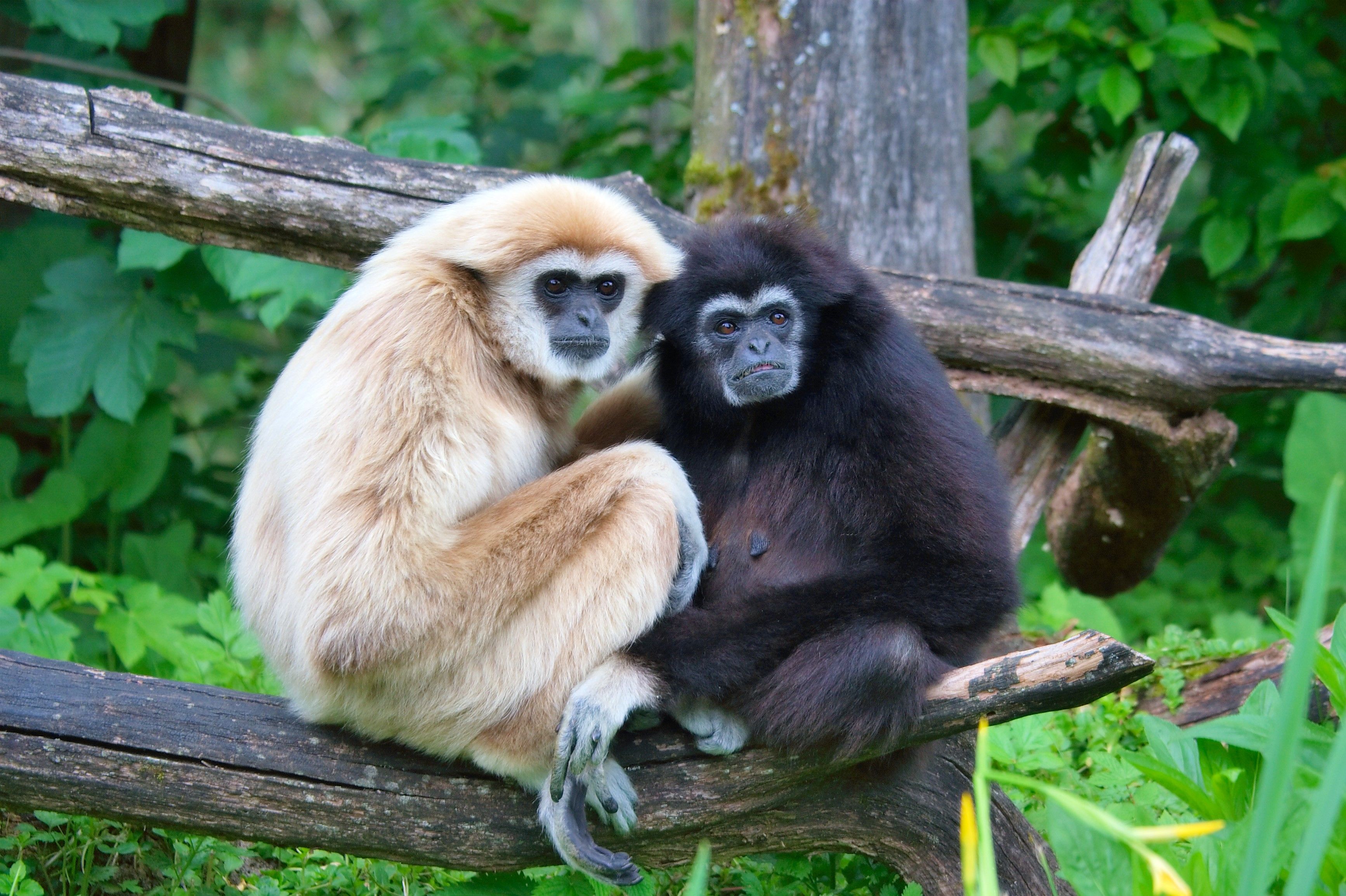 Gibbon - Wikipedia, the free encyclopedia | monkeys lemurs apes ...
