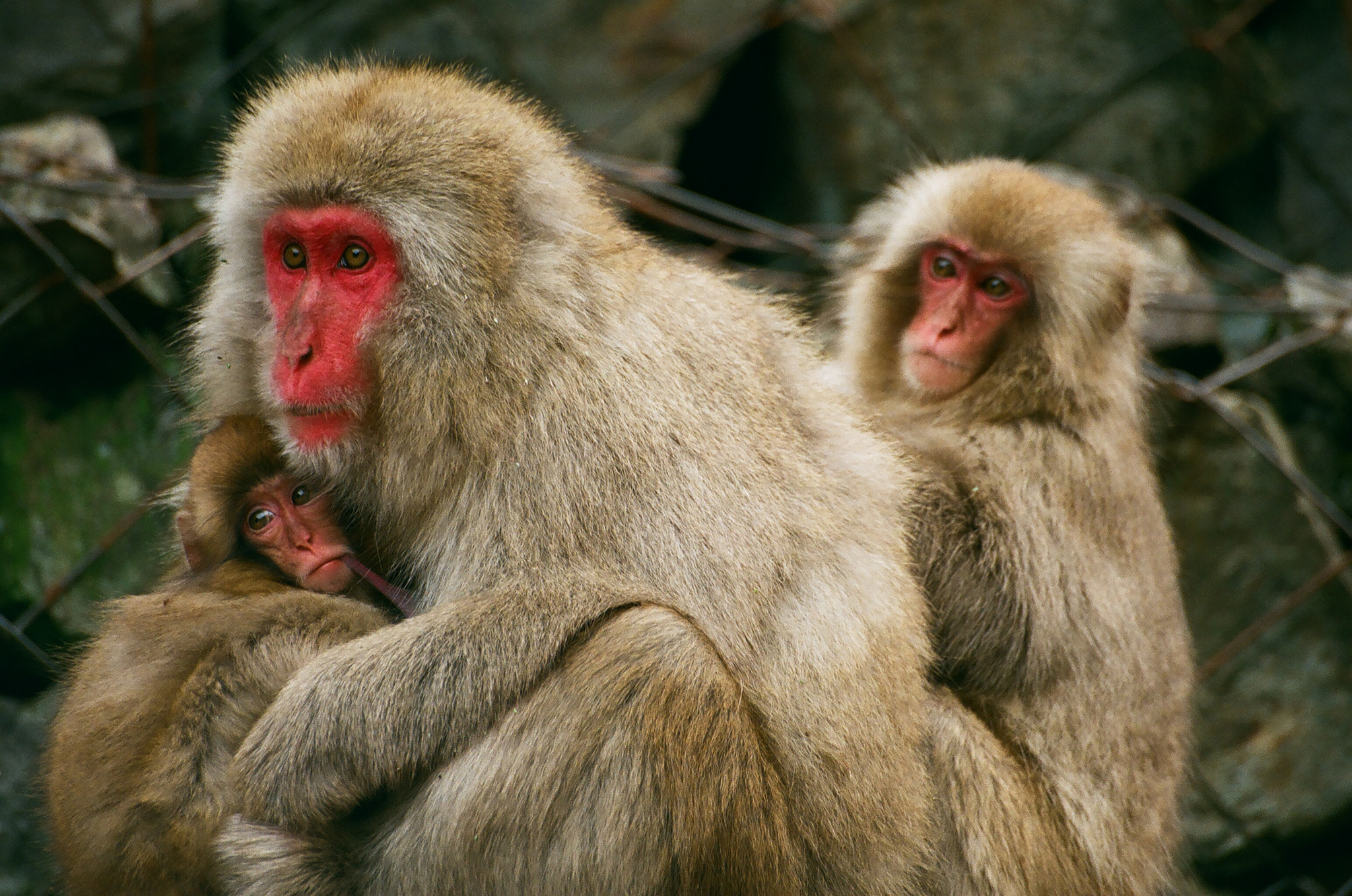 Macaque Monkeys - Facts, Information & Habitat