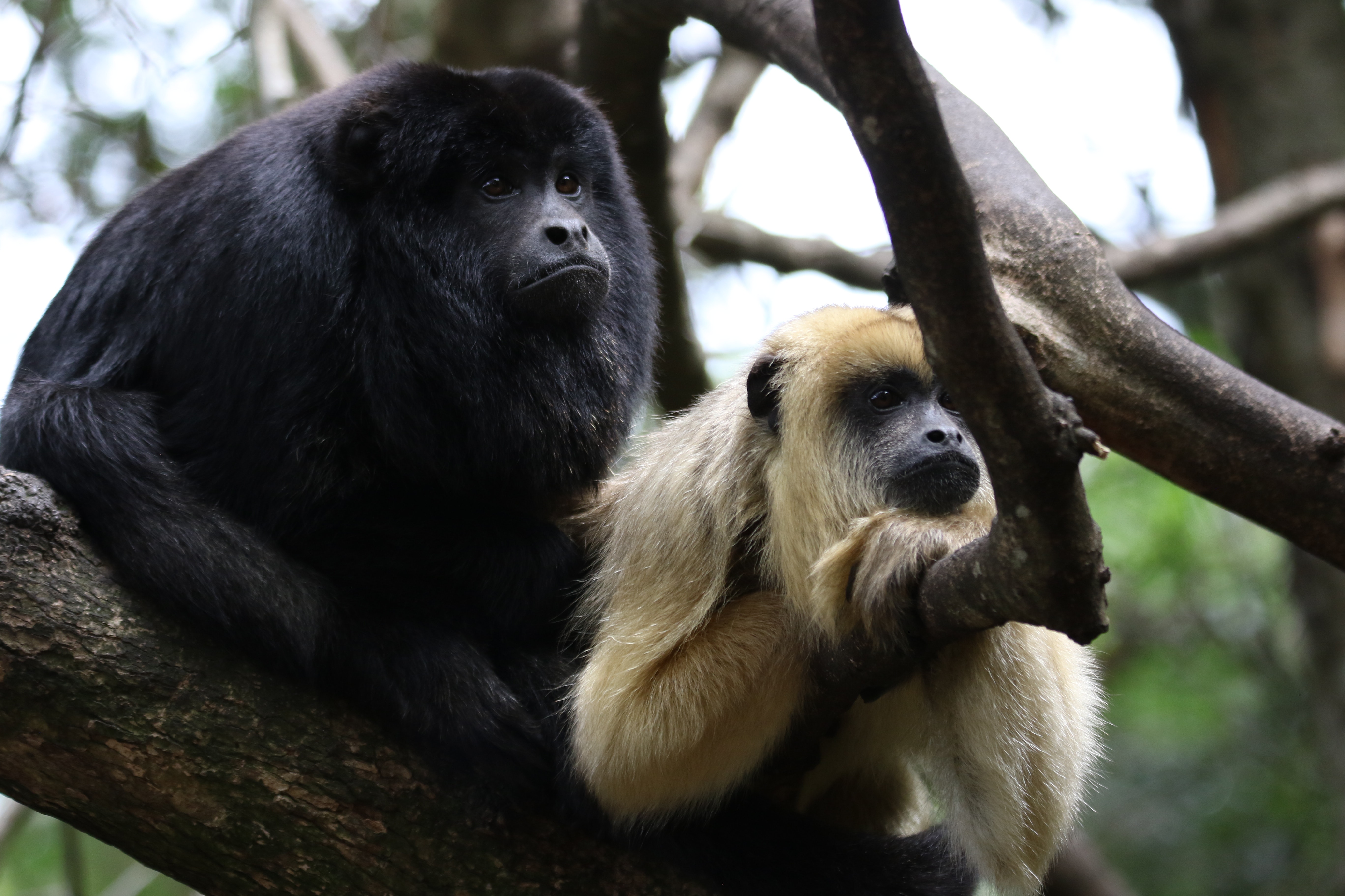 Two Brown-and-black Primates · Free Stock Photo