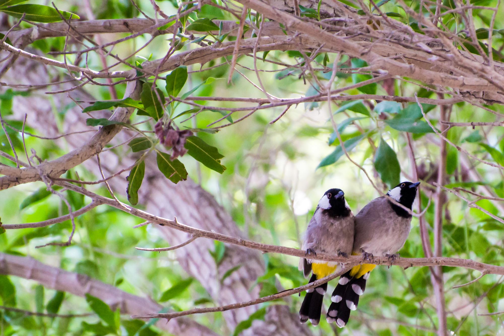 White-eared Bulbul (Pycnonotus leucotis) Two birds perched side by ...