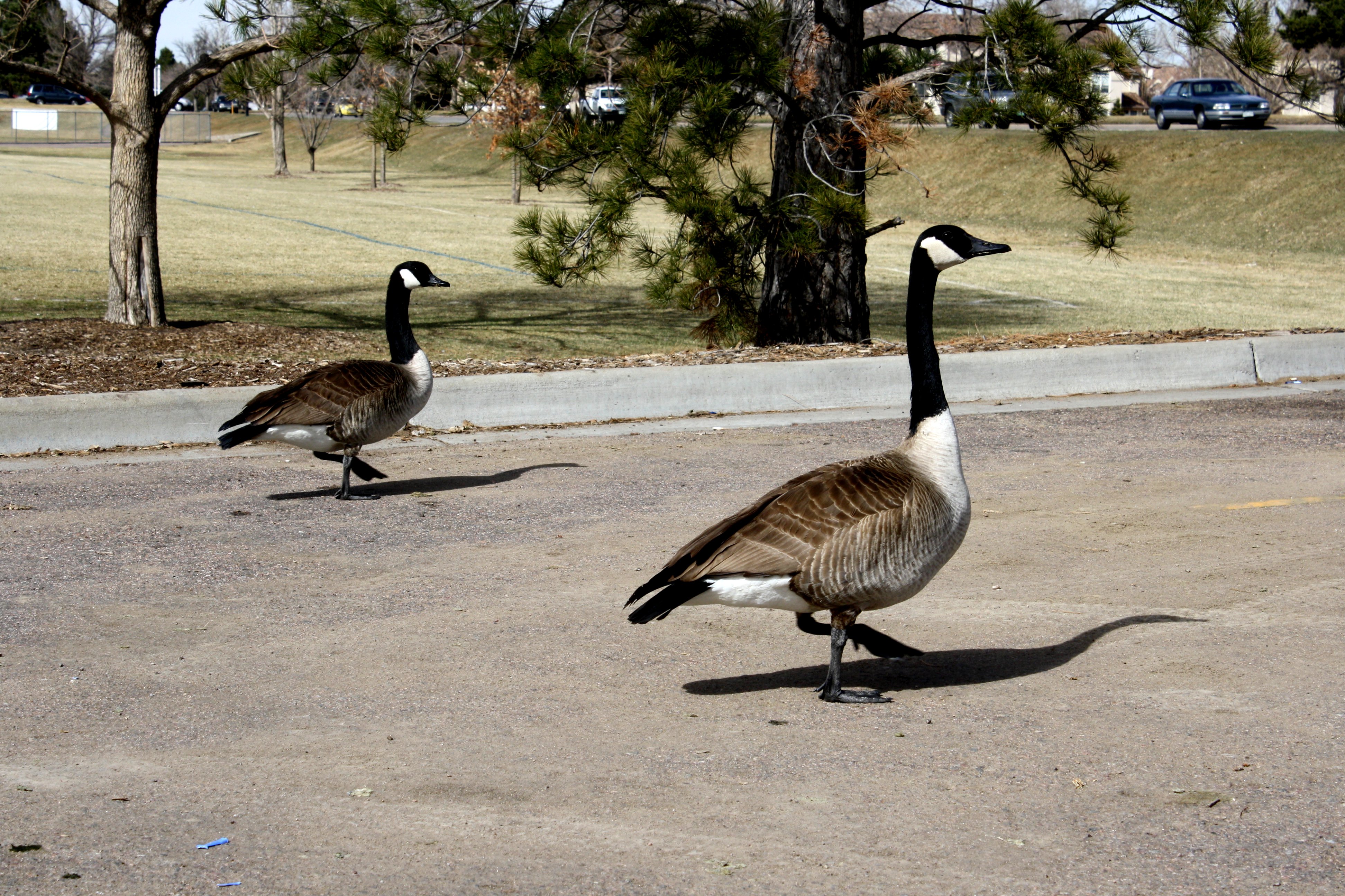 Two Canadian Geese in Parking Lot Picture | Free Photograph | Photos ...
