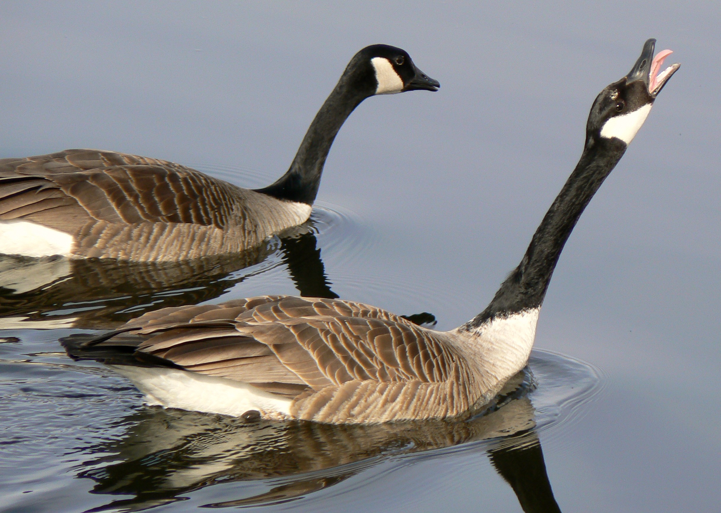 File:Canada Goose mating ritual2.jpg - Wikimedia Commons
