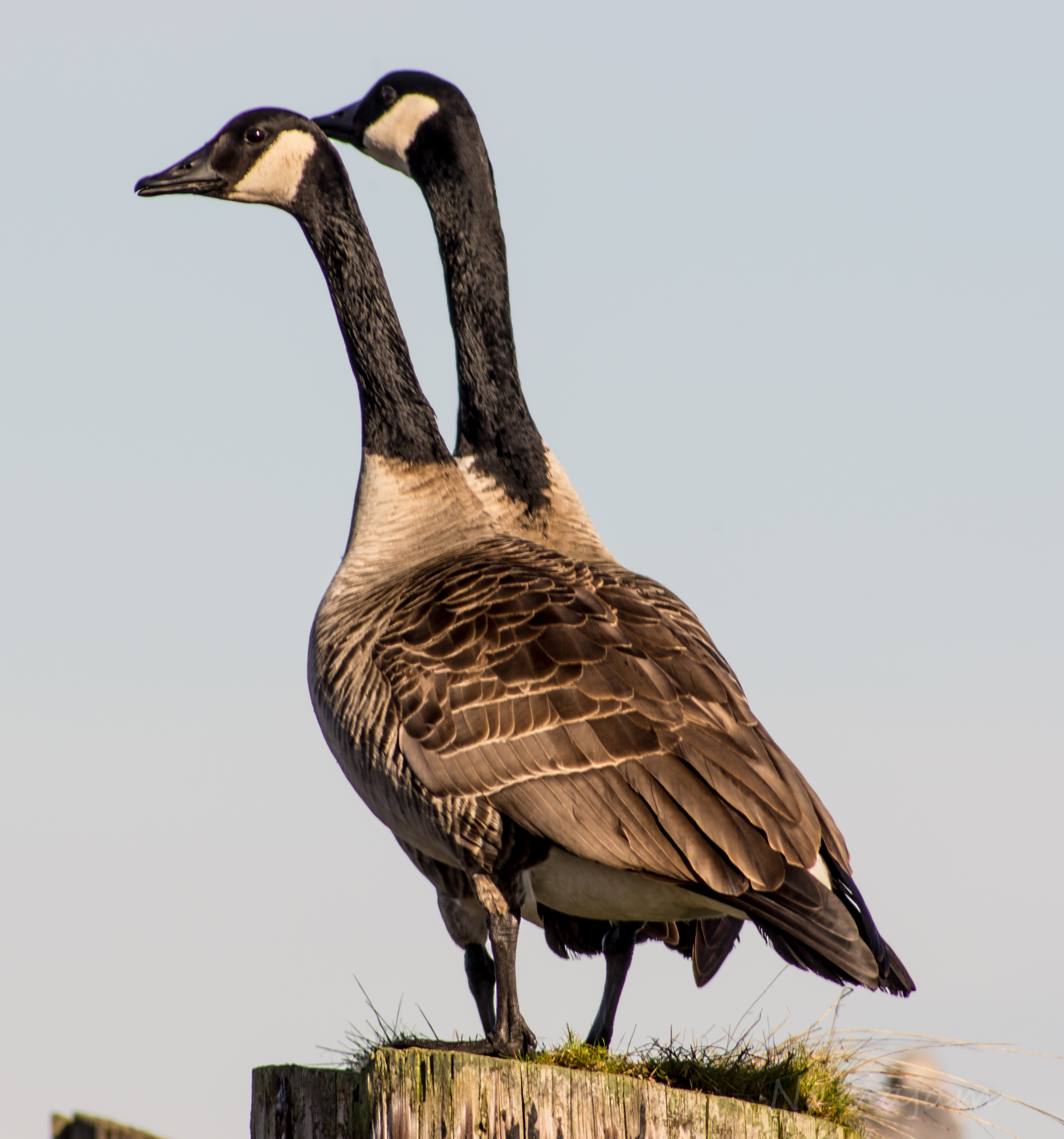 Canadian Geese/Goose | namajamphotography