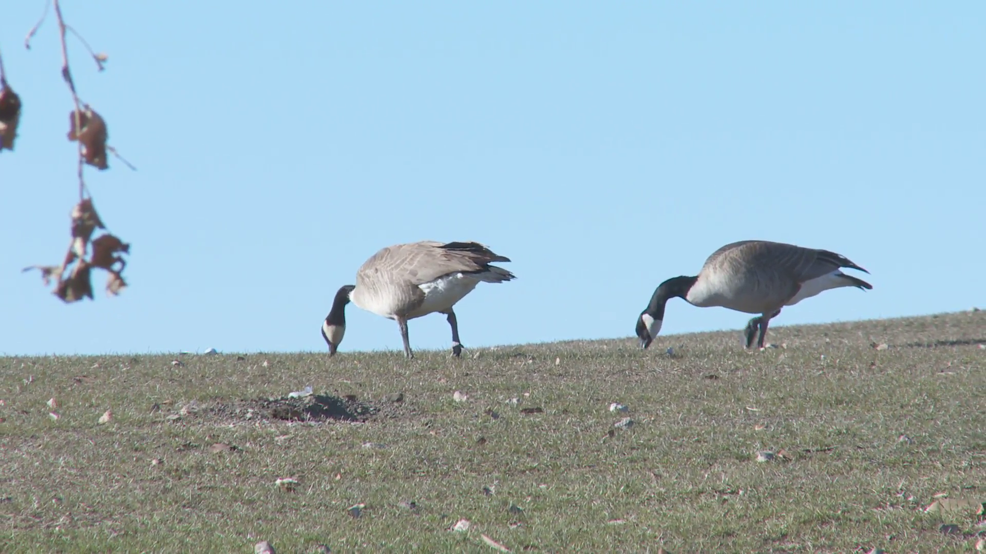Two Canadian Geese Eating Stock Video Footage - VideoBlocks
