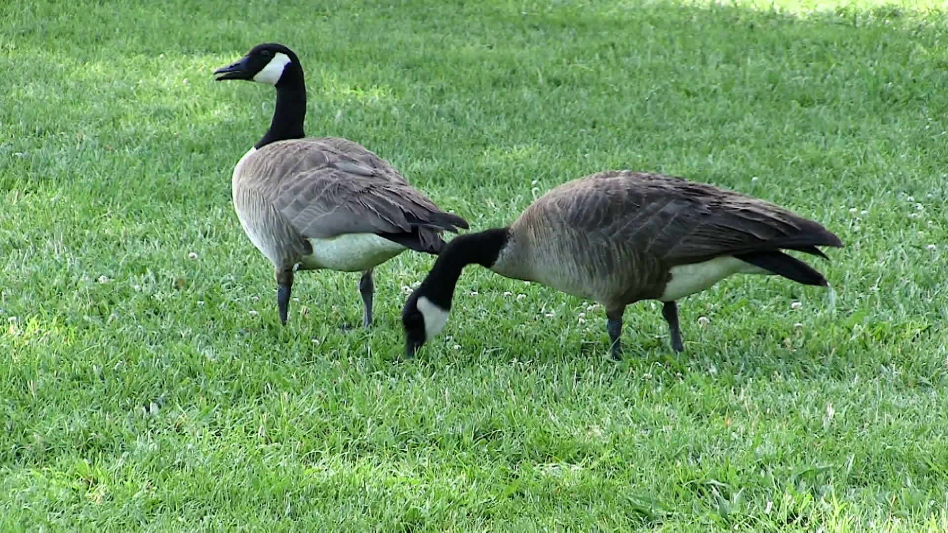 Two Canadian Geese On Green Grass Standing Looking Eating Stock ...