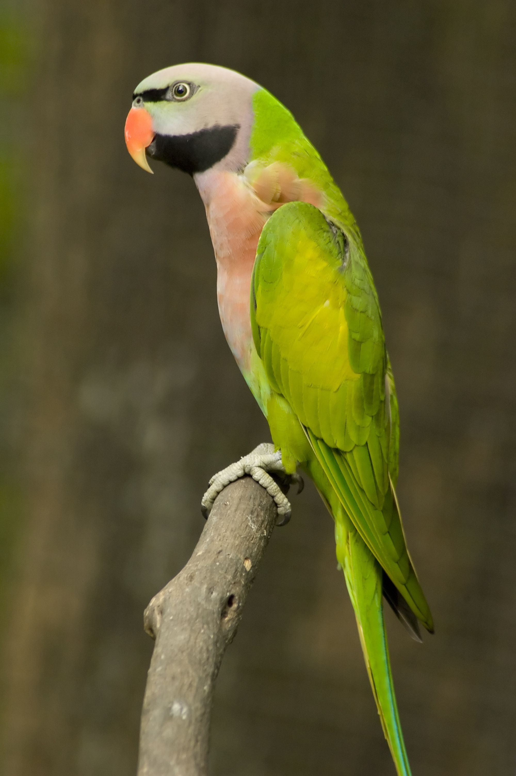 The glorious Moustache Parakeet Parrot. | Bird Watcher | Pinterest ...