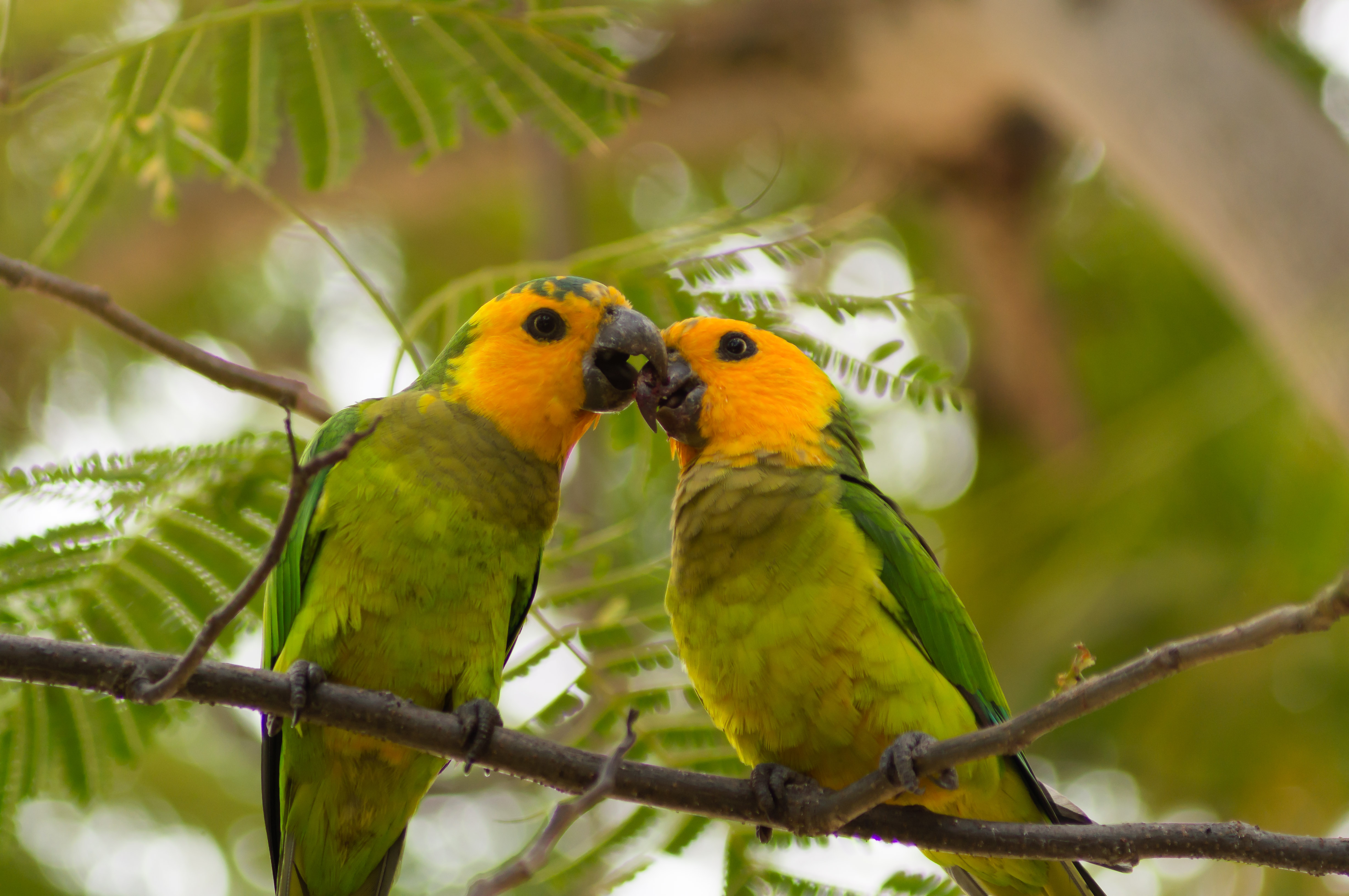 Two Caribbean Parakeets, Birds, Bonaire, Caribbean, Parakeet, HQ Photo