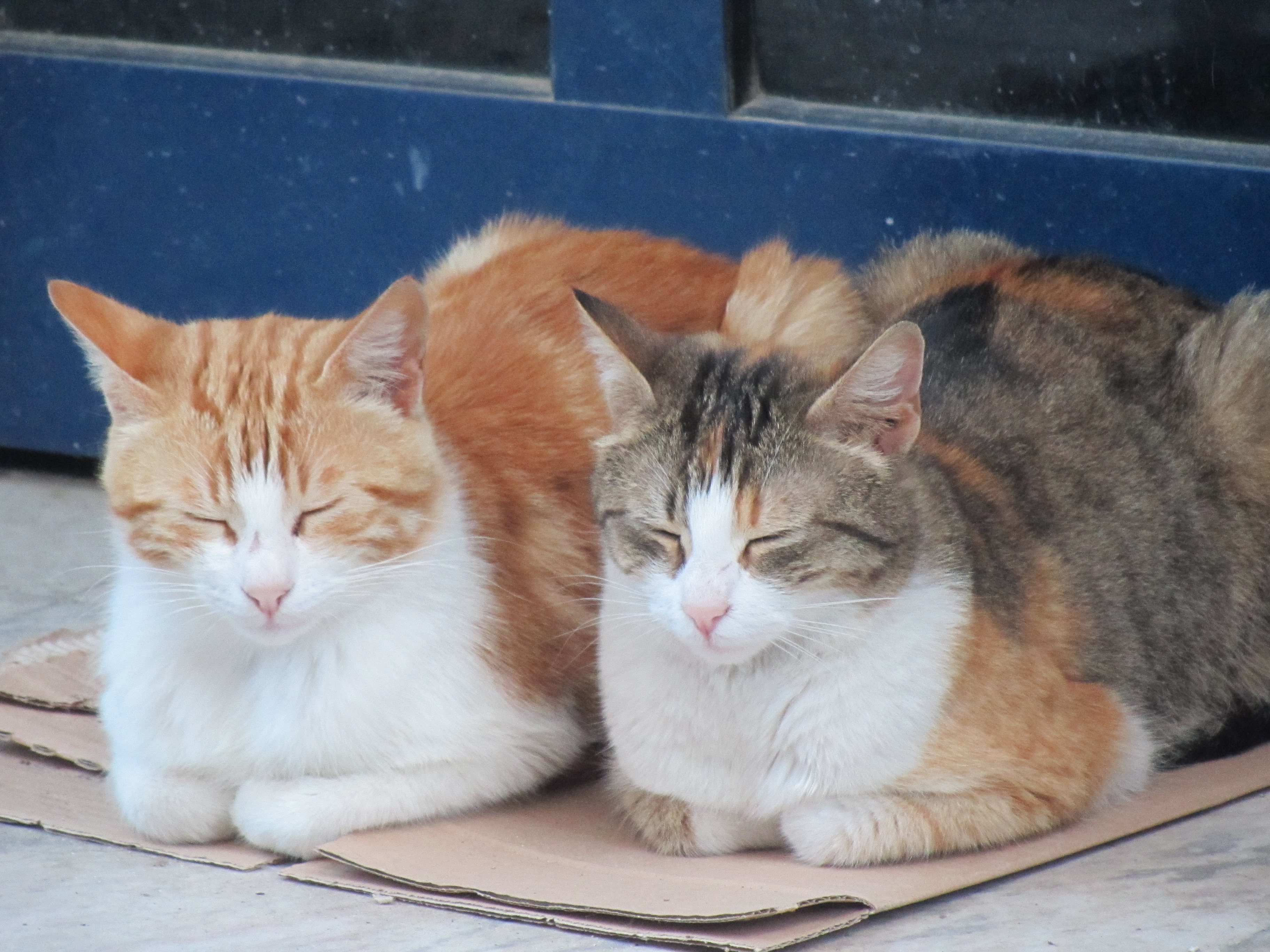 Two cats sleeping, Animal, Cats, Domesticated, Fauna, HQ Photo