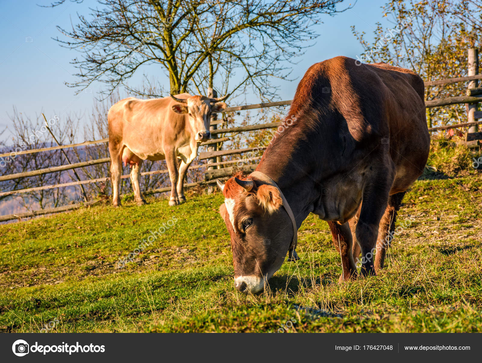 two cows on pasture in autumn — Stock Photo © pellinni #176427048