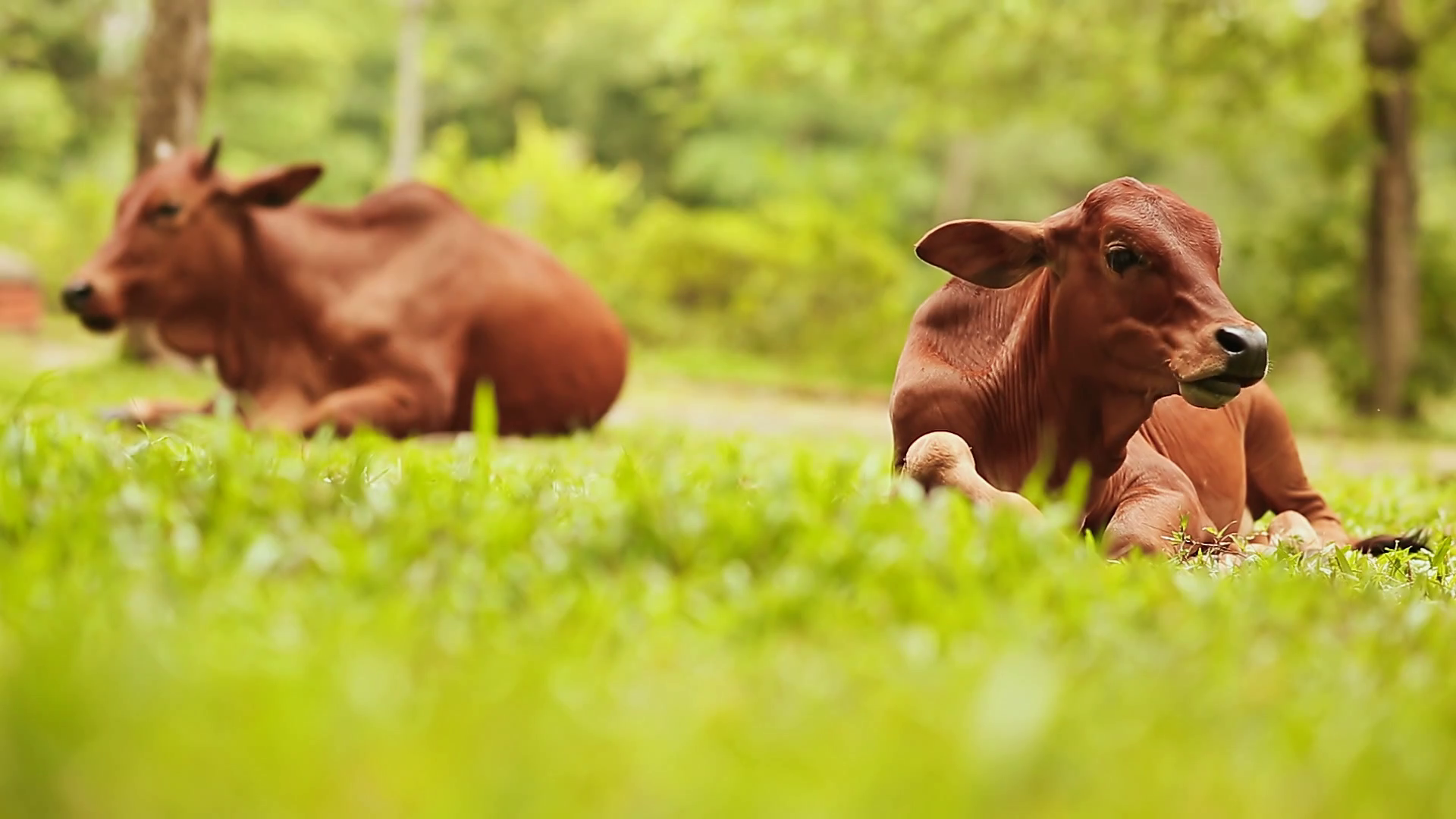 Two cows lies on the grass and rests. Vietnam Stock Video Footage ...