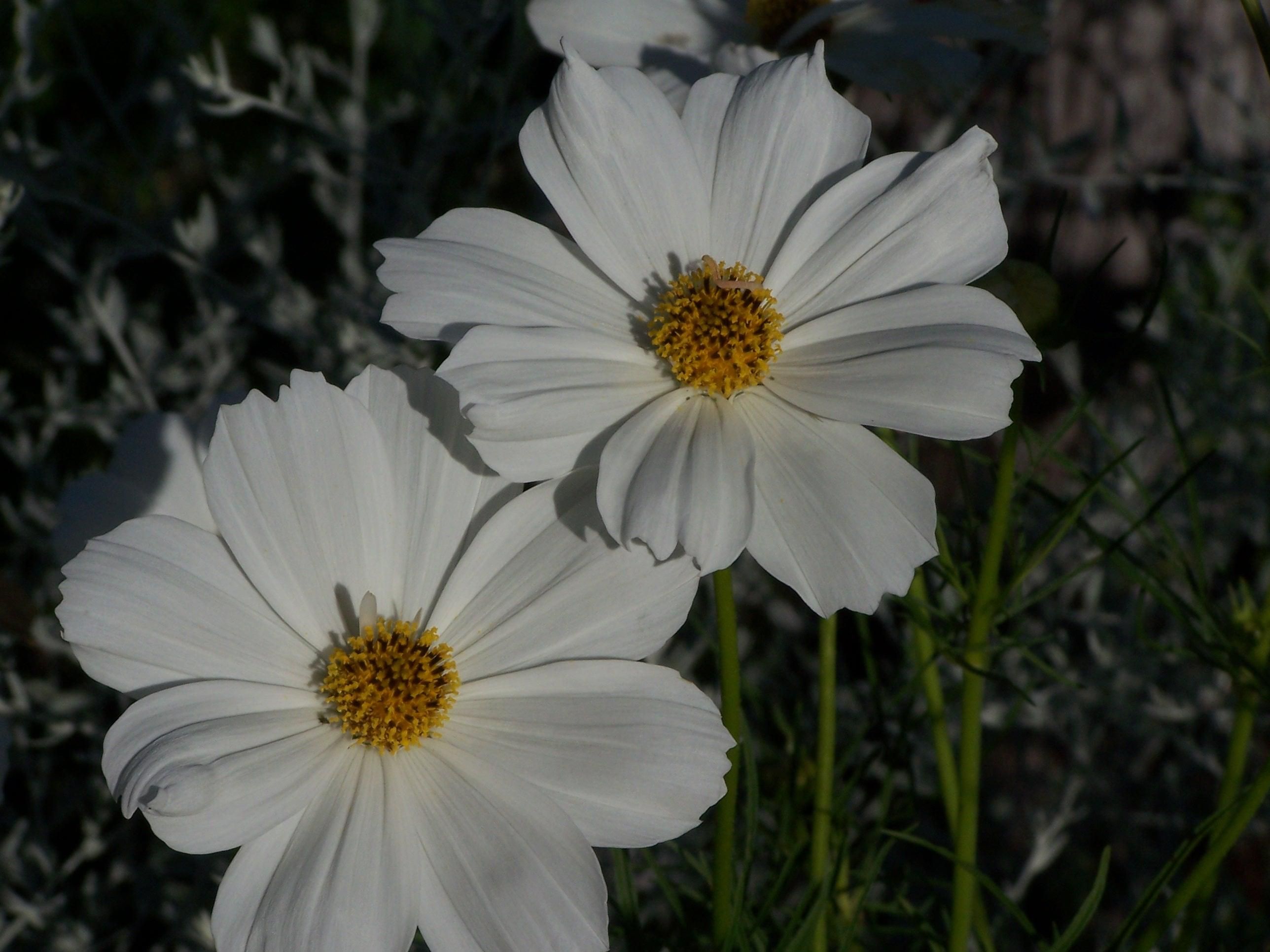 File:Two daisies plants.jpg - Wikimedia Commons