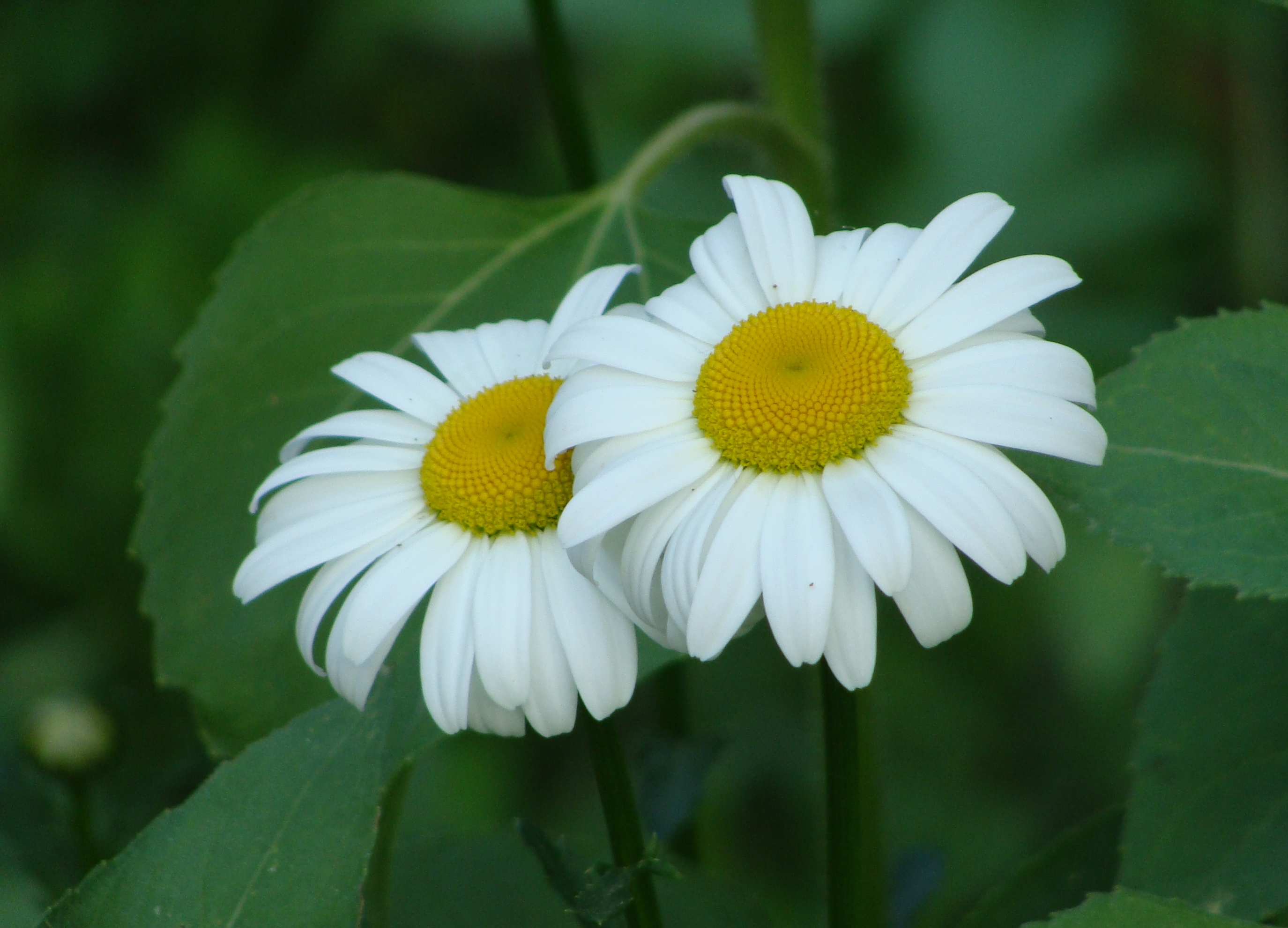 May 30, 2014 – Daisies and Clover – In Jim's Garden