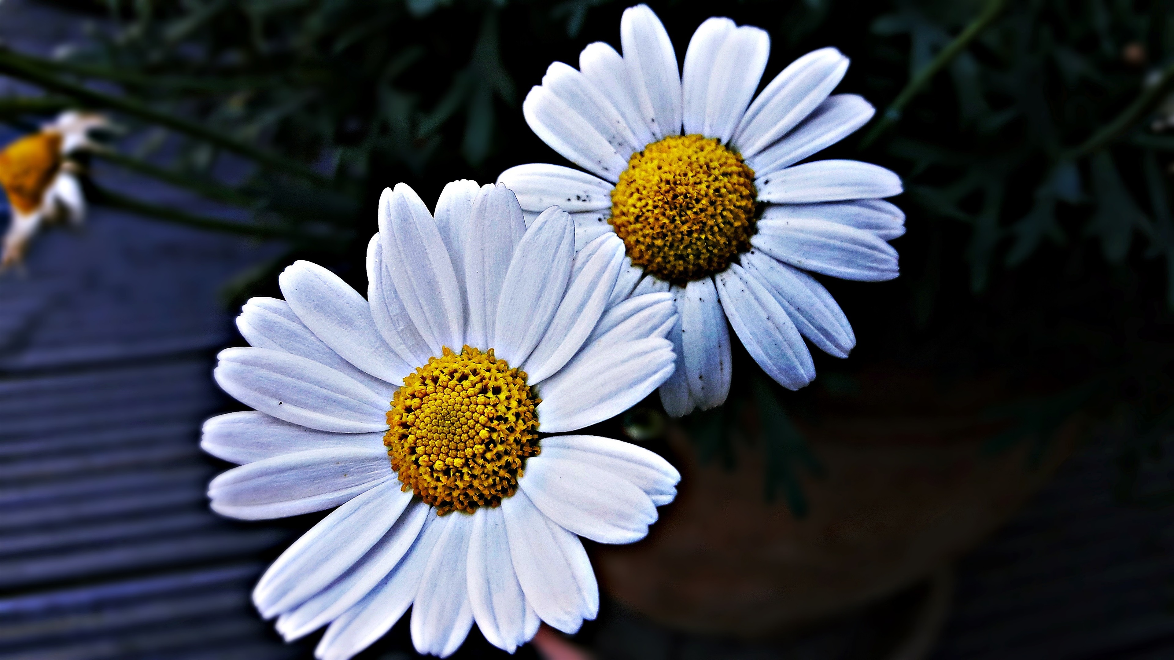 Wallpaper Two daisies flowers, white petals 3840x2160 UHD 4K Picture ...
