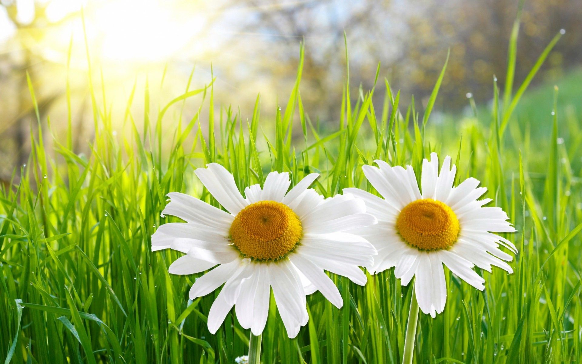 Tratinčice proljetno cvijece | Desktop pozadina proljeće | Les ...