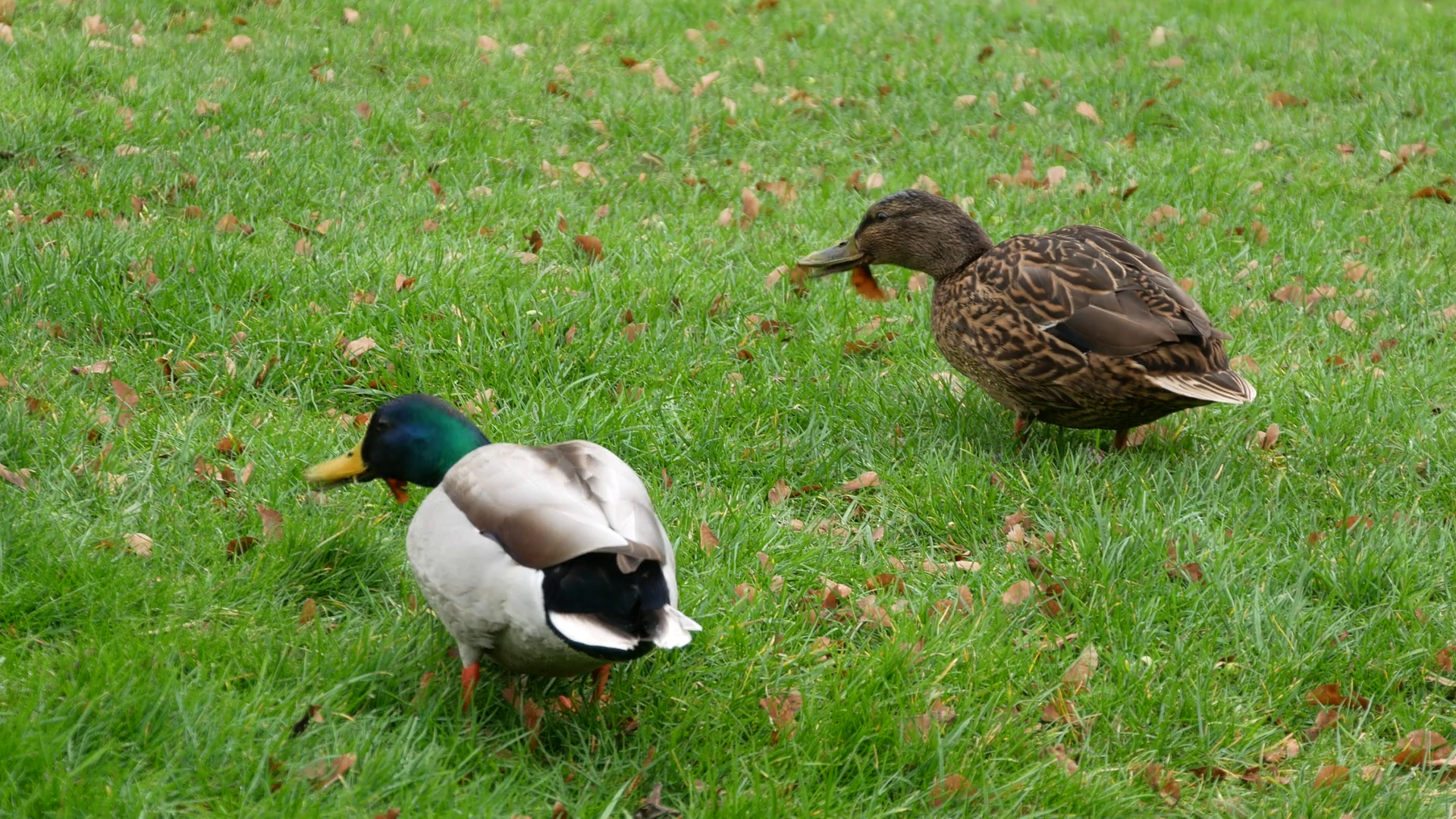 Two ducks eating grass Stock Video Footage - Videoblocks