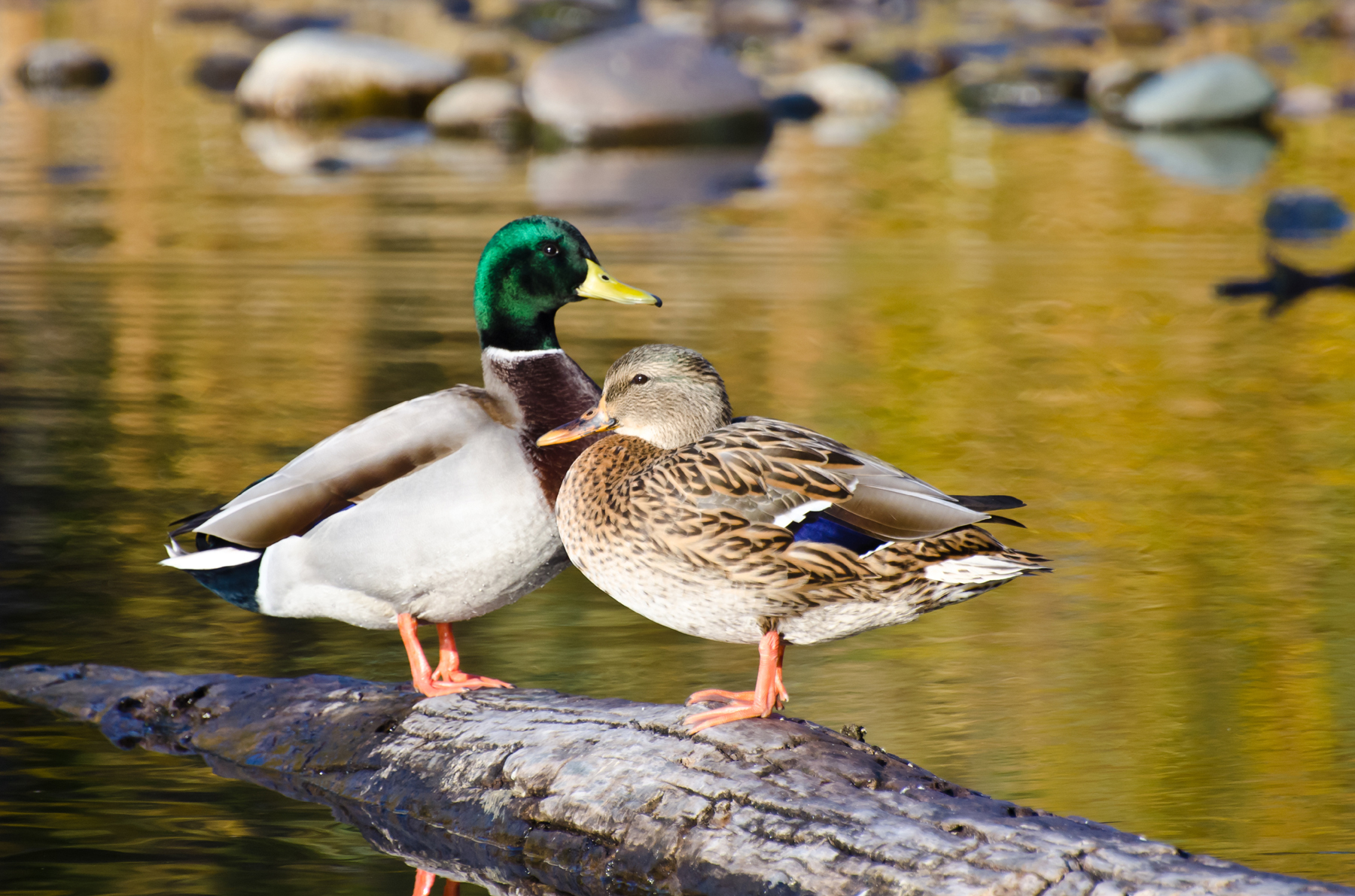 Wood resting on the two ducks 52497 - Birds photo - Animal