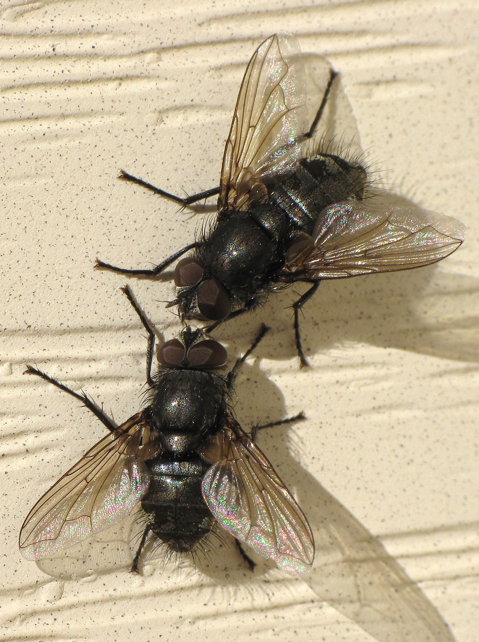 two flies on the house | The Bug Geek