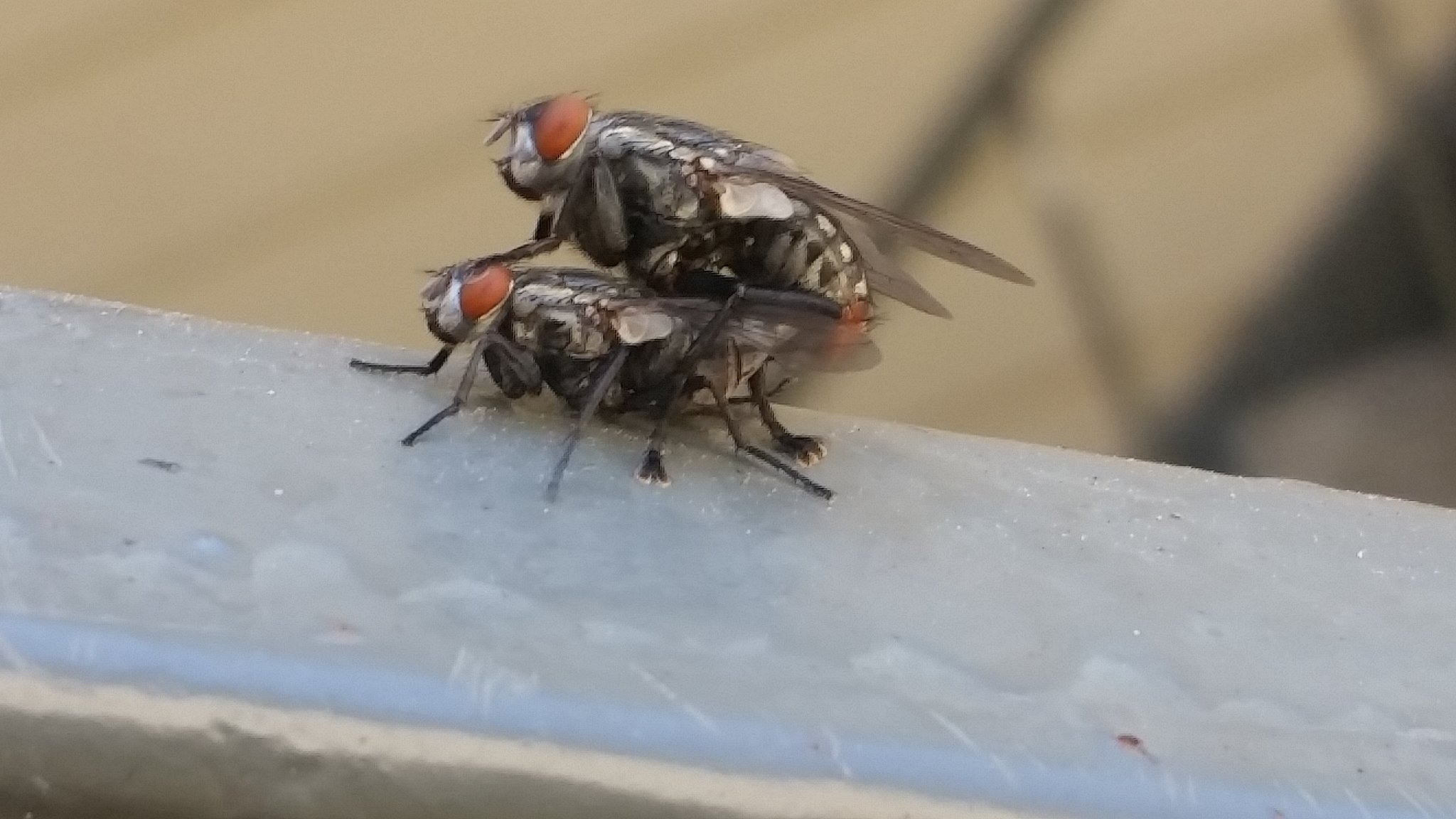 Walked in on two flies fucking : pics