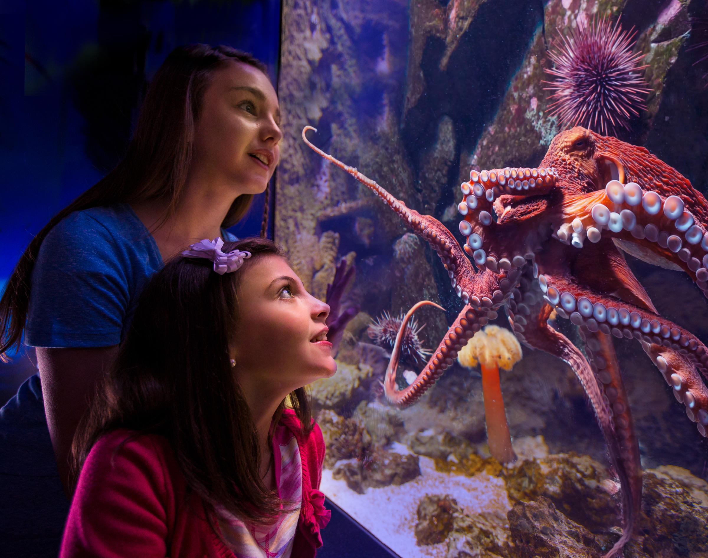 Octopus, Jellyfish Ready For Newport Aquarium Debut | WVXU