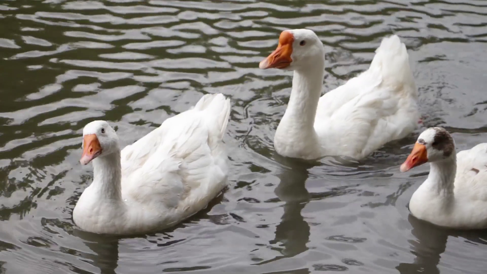 a goose and two geese floating on the river Stock Video Footage ...