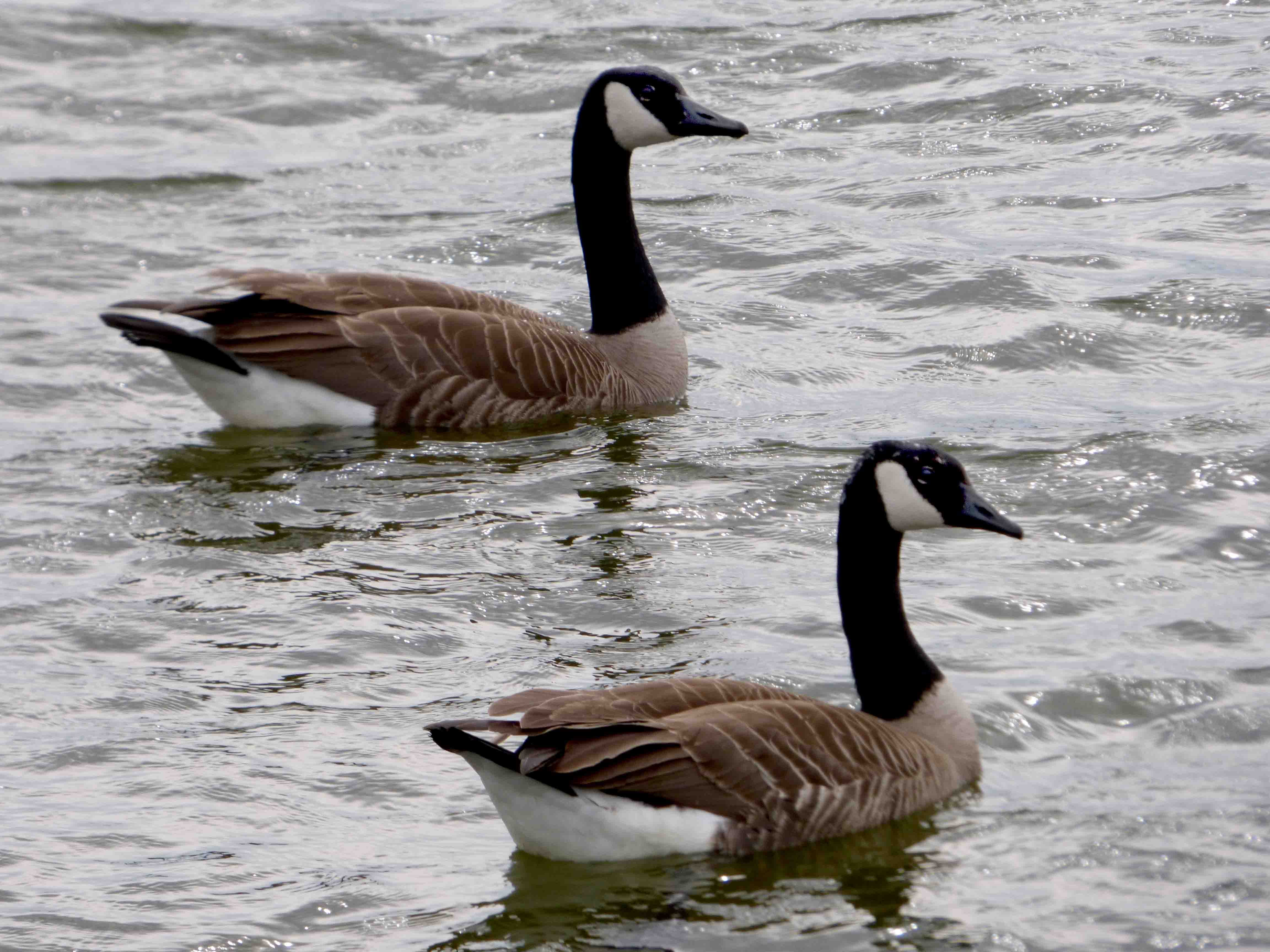 Two brown-and-black geese, canadian geese HD wallpaper | Wallpaper Flare