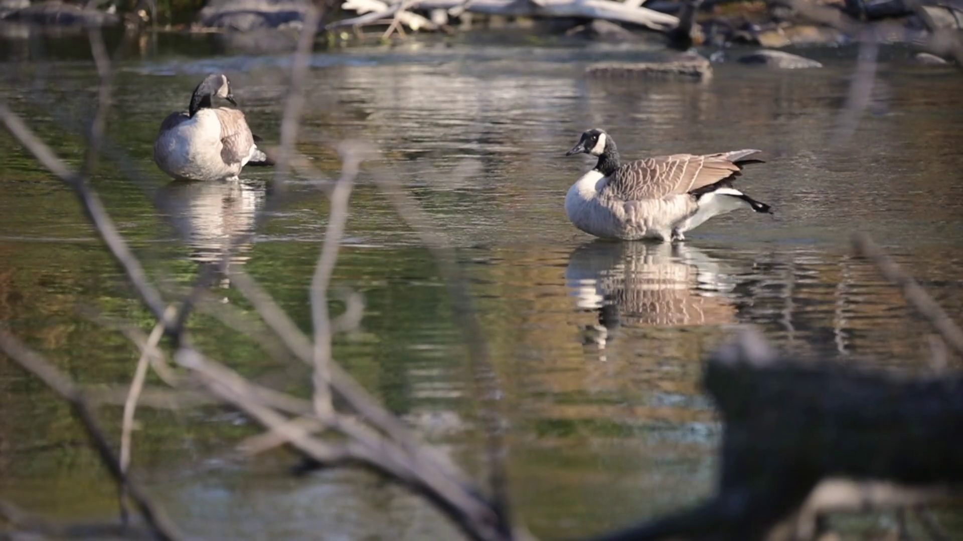 Two Canadian geese wag their tail feathers and then flap their wings ...