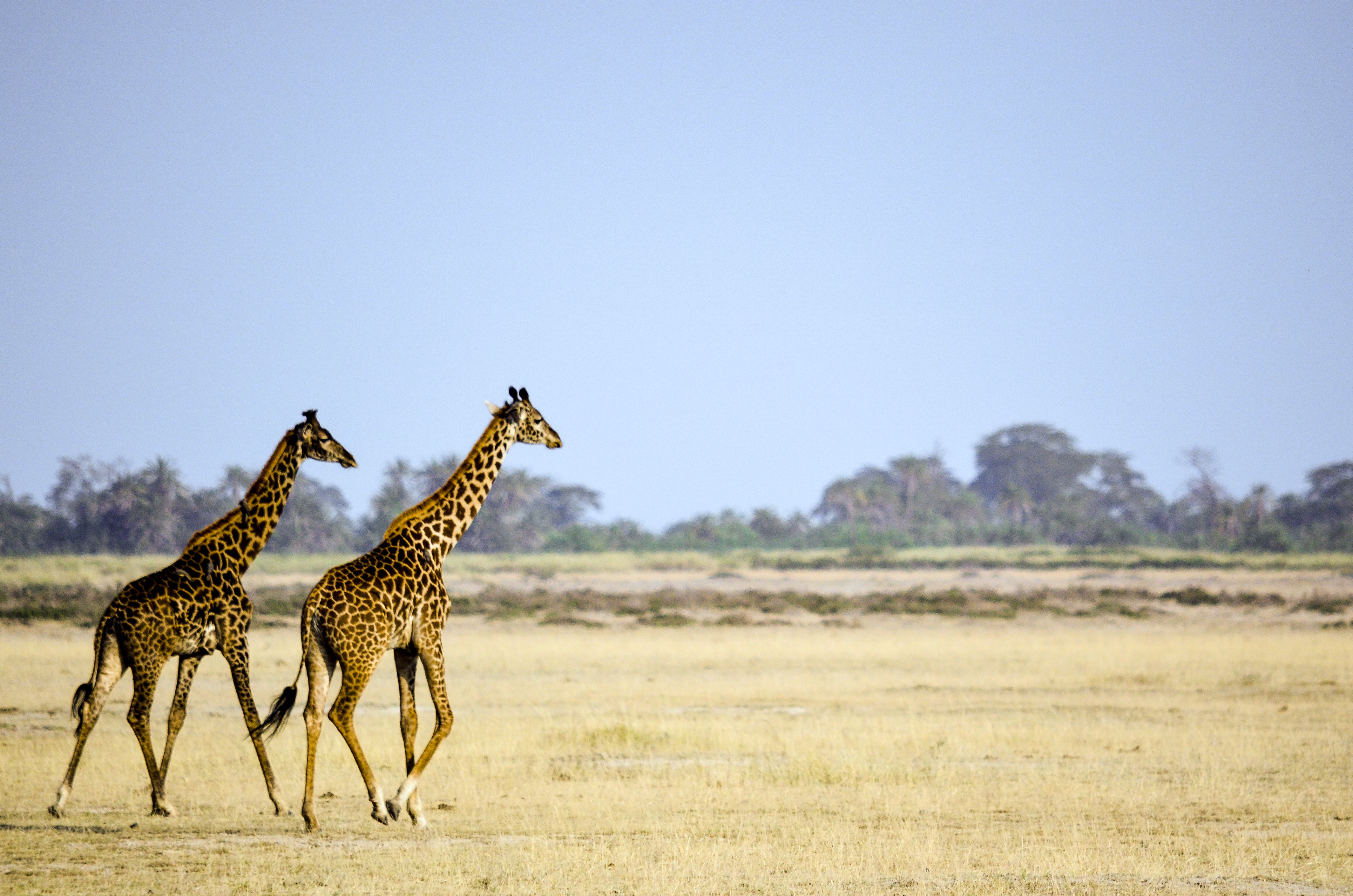 Two Giraffe Animal on Brown Grass Field, Animals, Pattern, Wildlife, Wilderness, HQ Photo