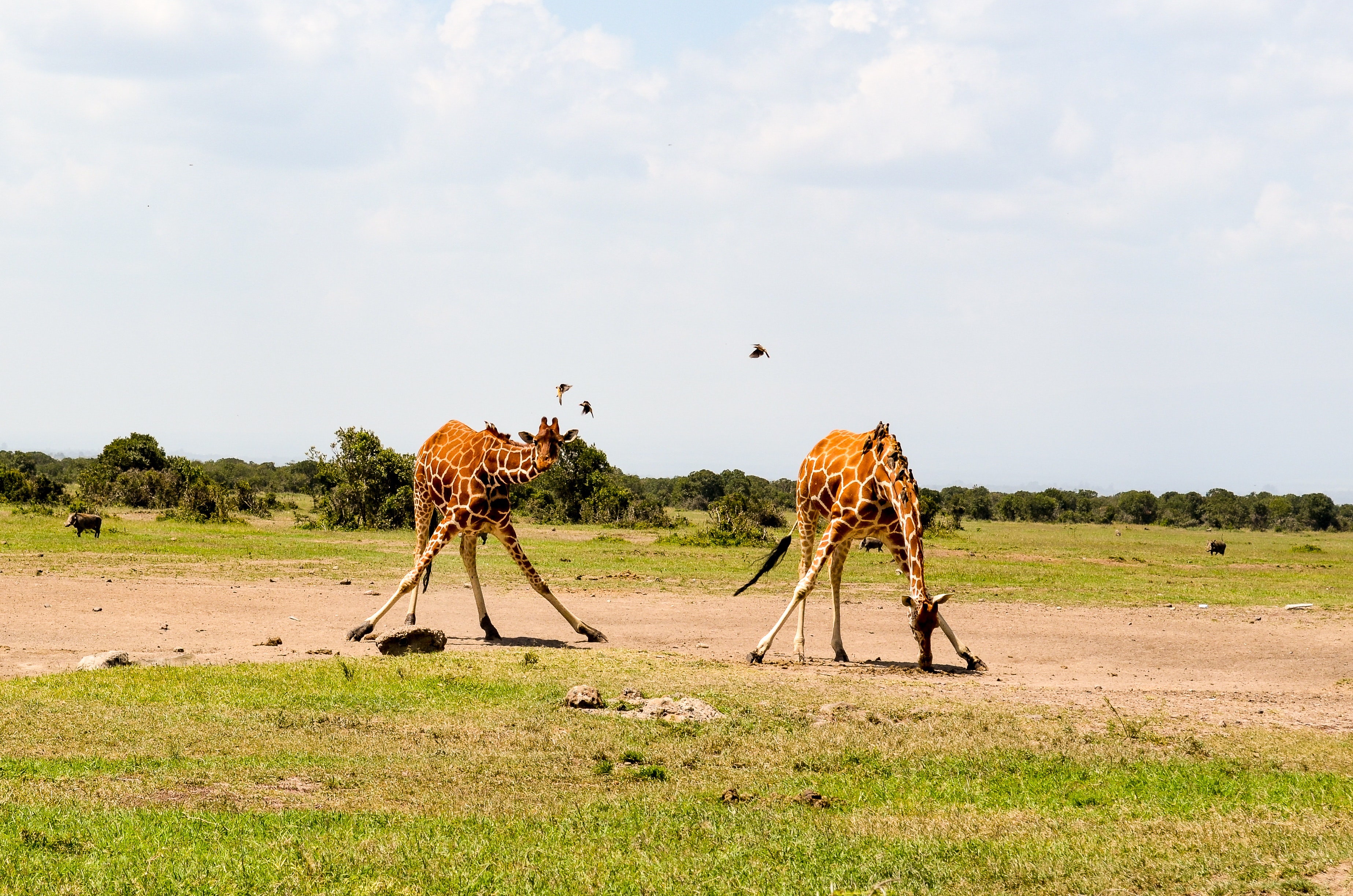 Two giraffe on green grass photo