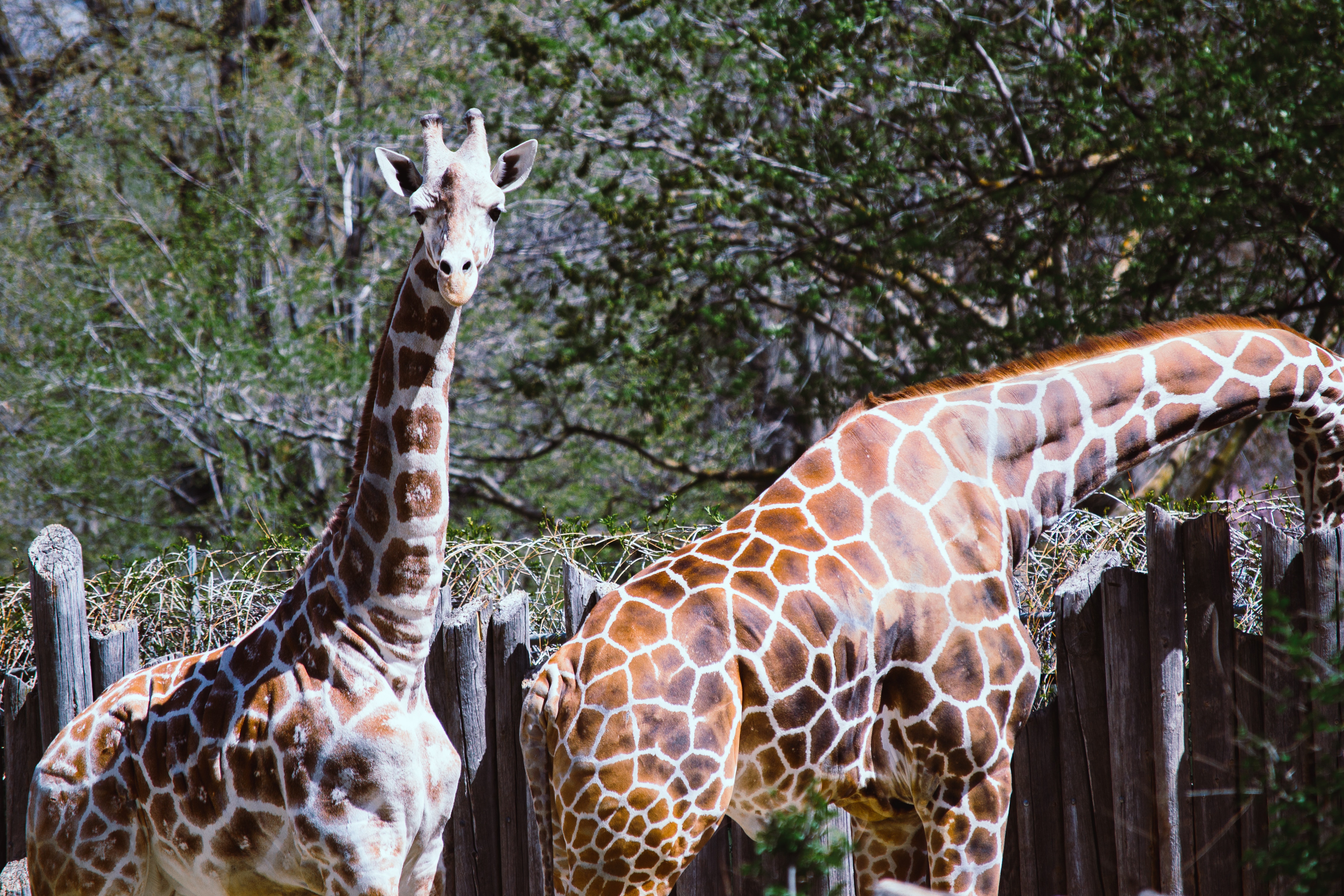 Two giraffes are near a wooden fence in the zoo photo